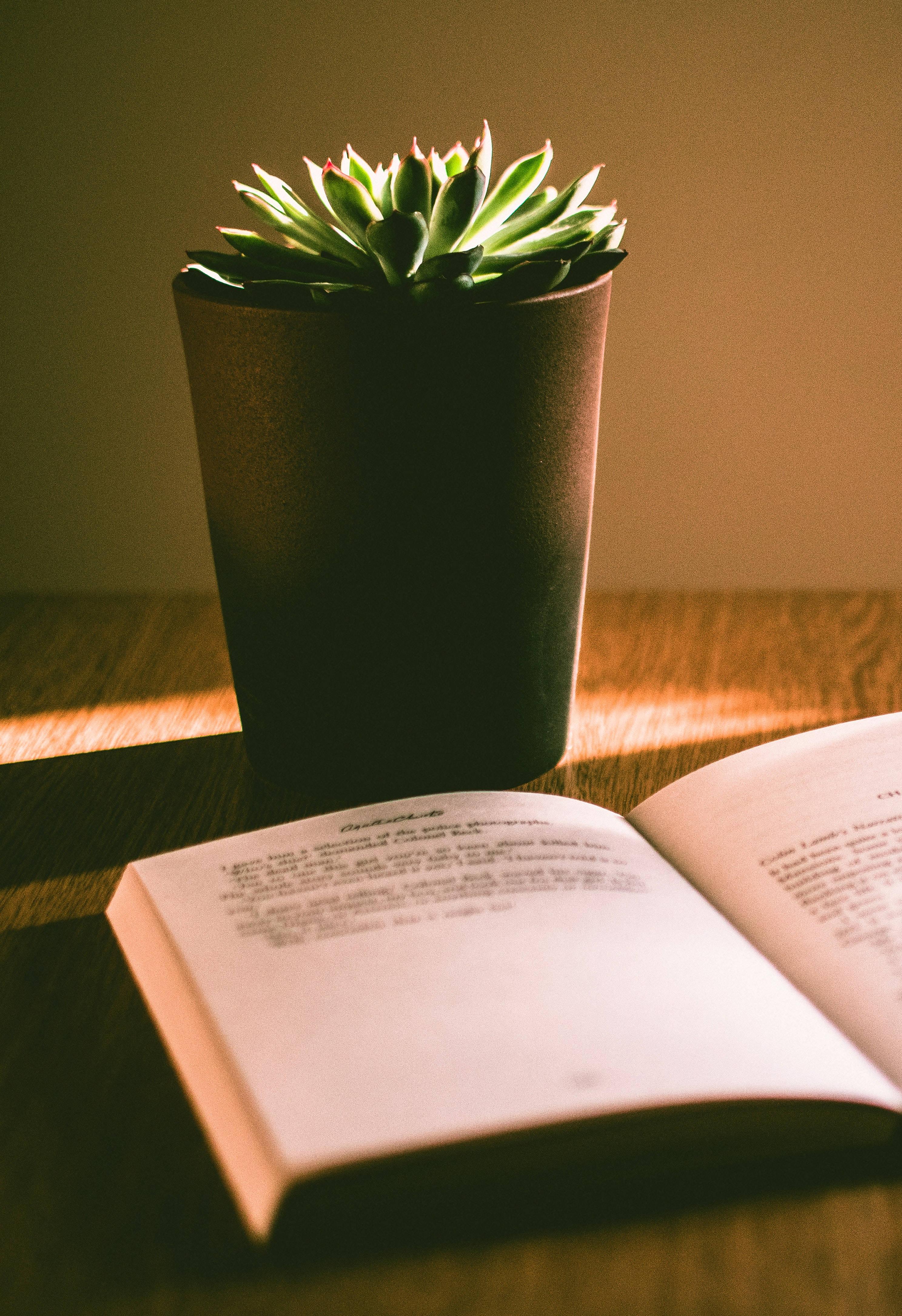 Study Motivation Book and Potted Plant — 2975x4336 wallpaper
