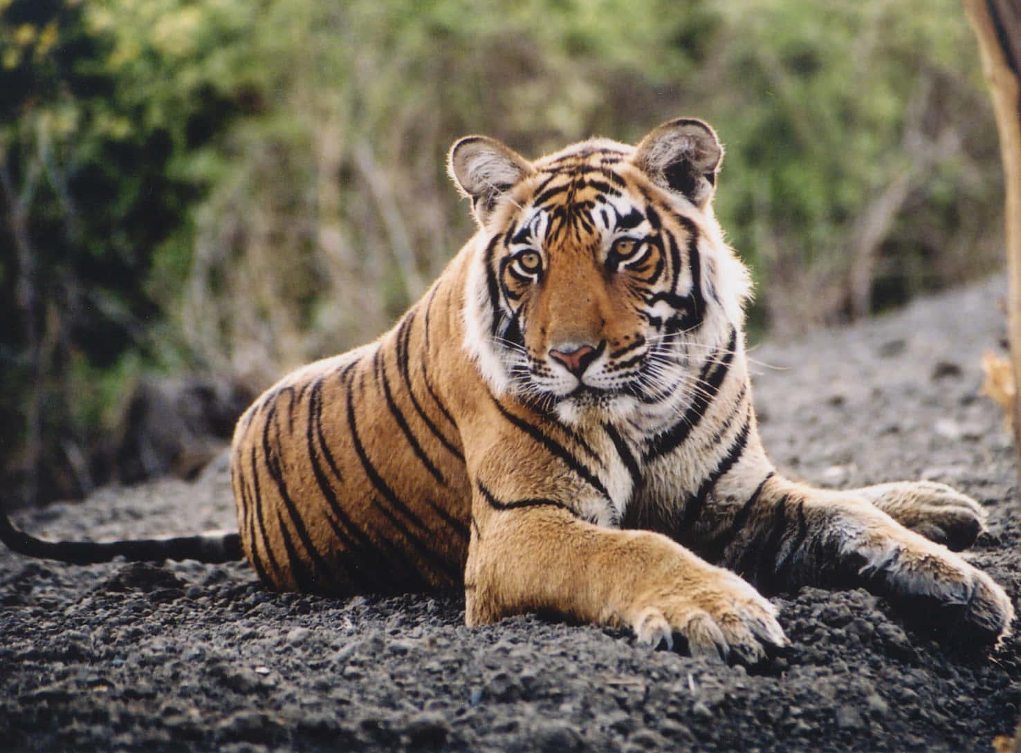 Stunning portrait of a majestic Tiger — 1476x1089 wallpaper