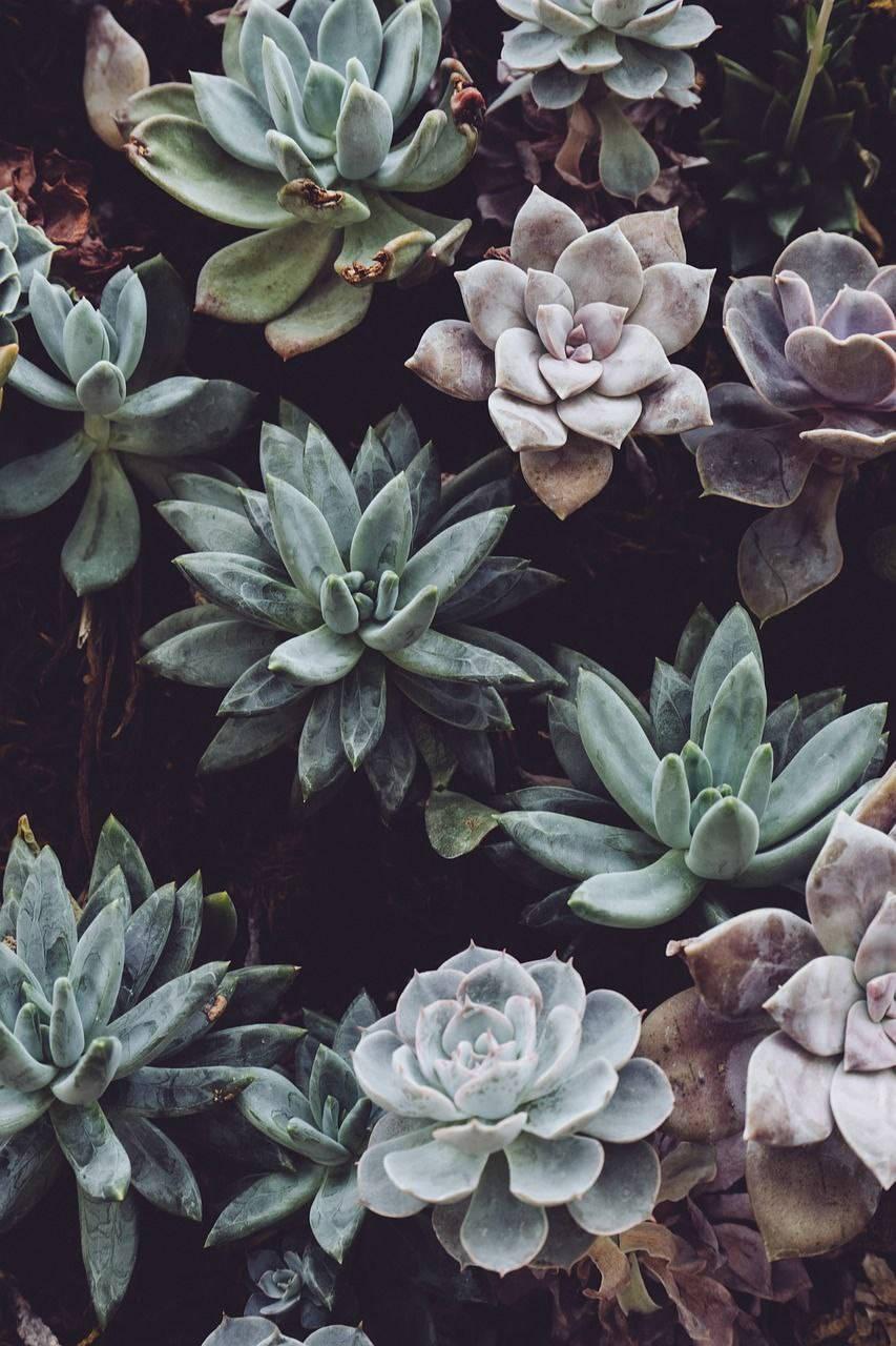 Succulents Beautiful Phone — 853x1280 wallpaper
