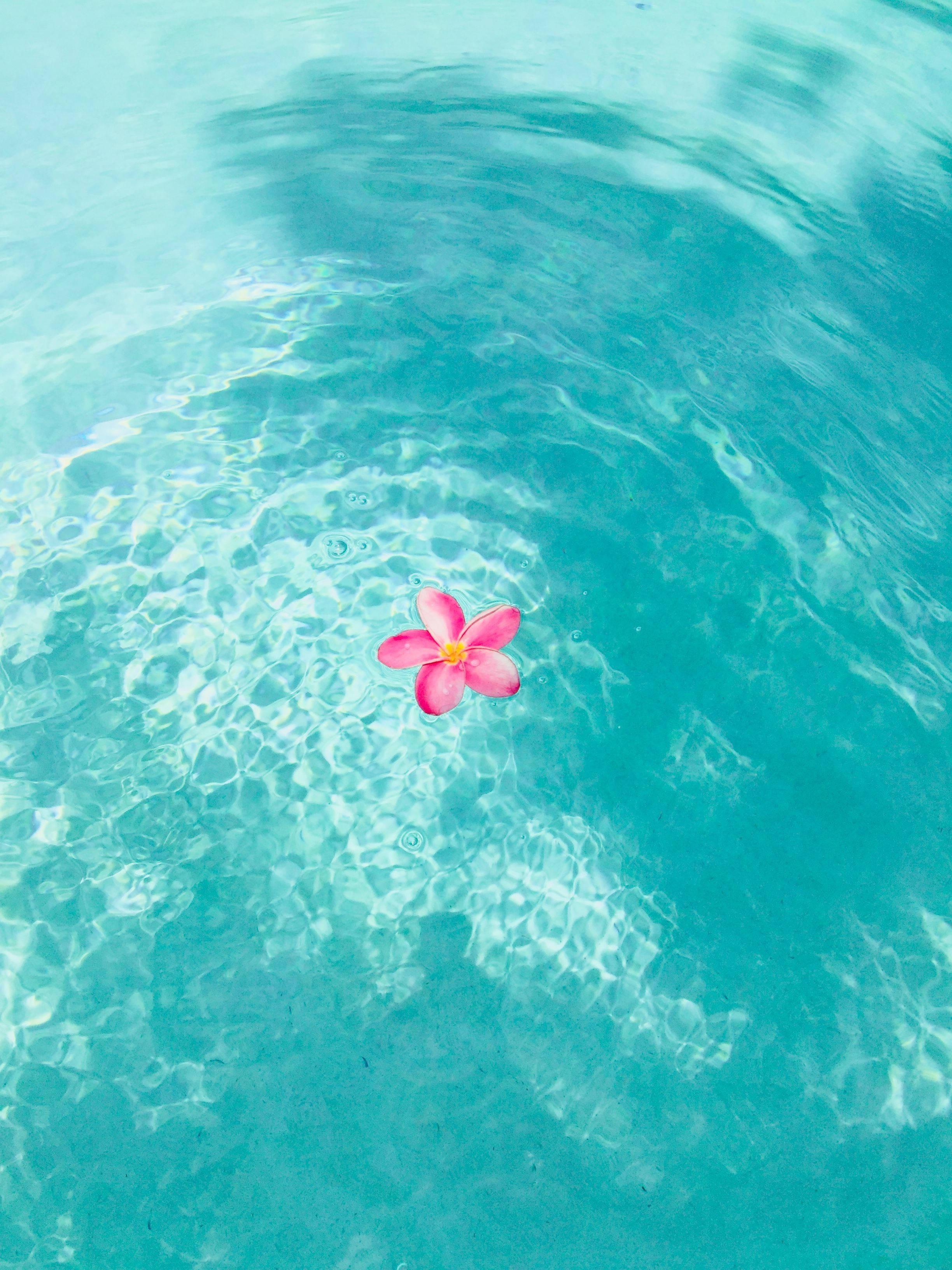 Summer Aesthetic Flower On Water — 2448x3264 wallpaper
