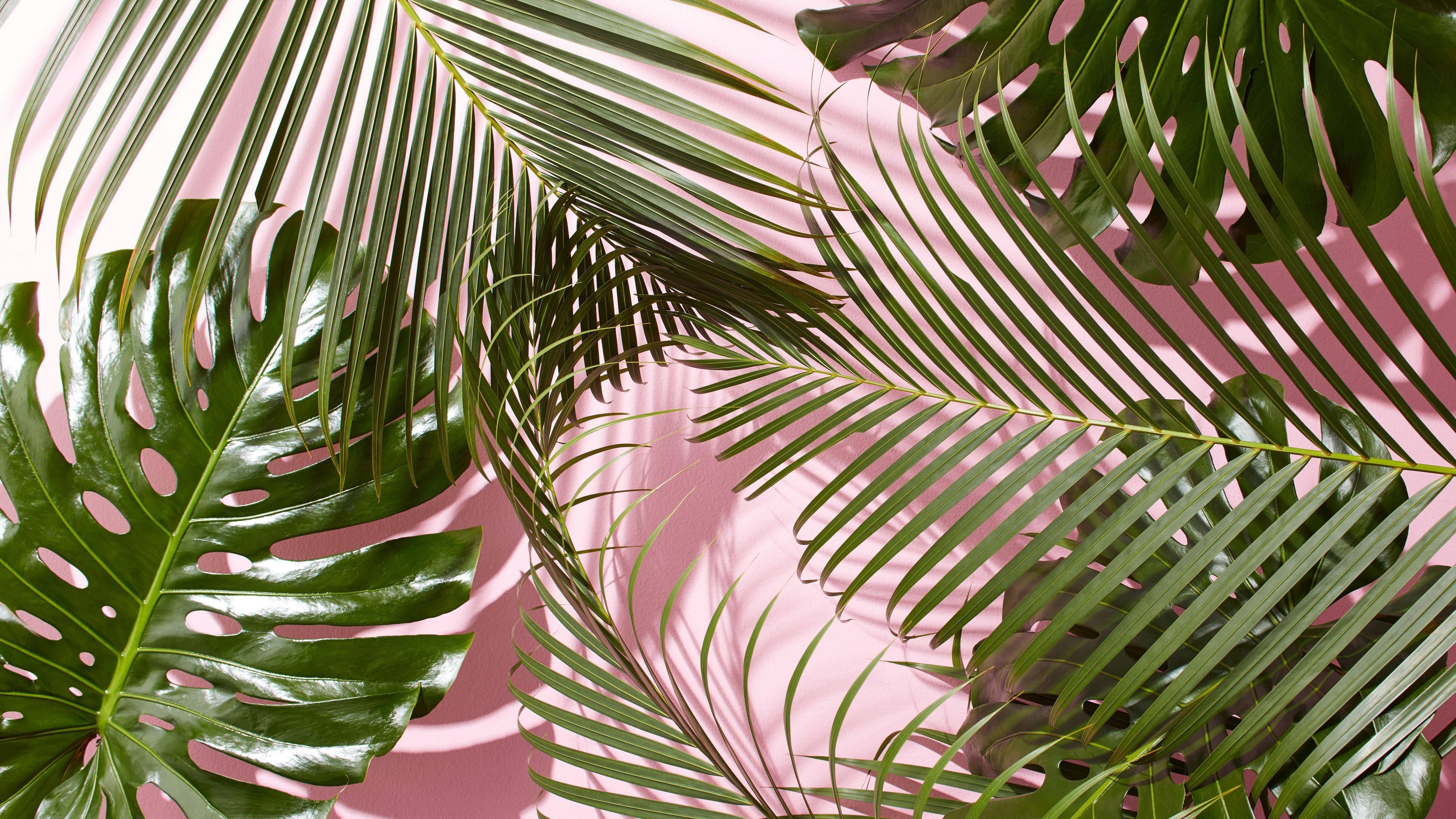 Summer Aesthetic Palm Leaves In Pink — 4800x2700 wallpaper