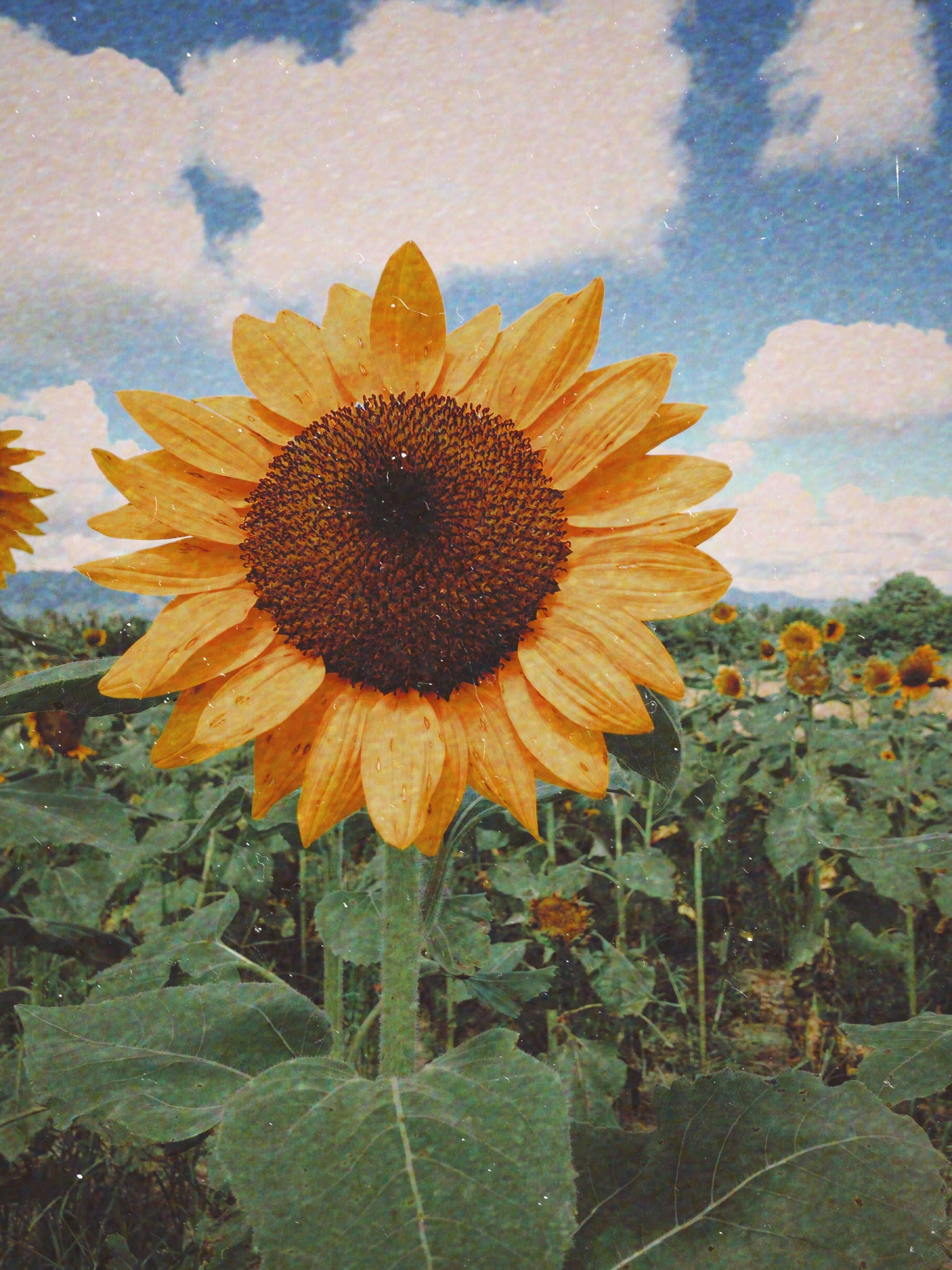 Summer Aesthetic Sunflower — 2448x3264 wallpaper