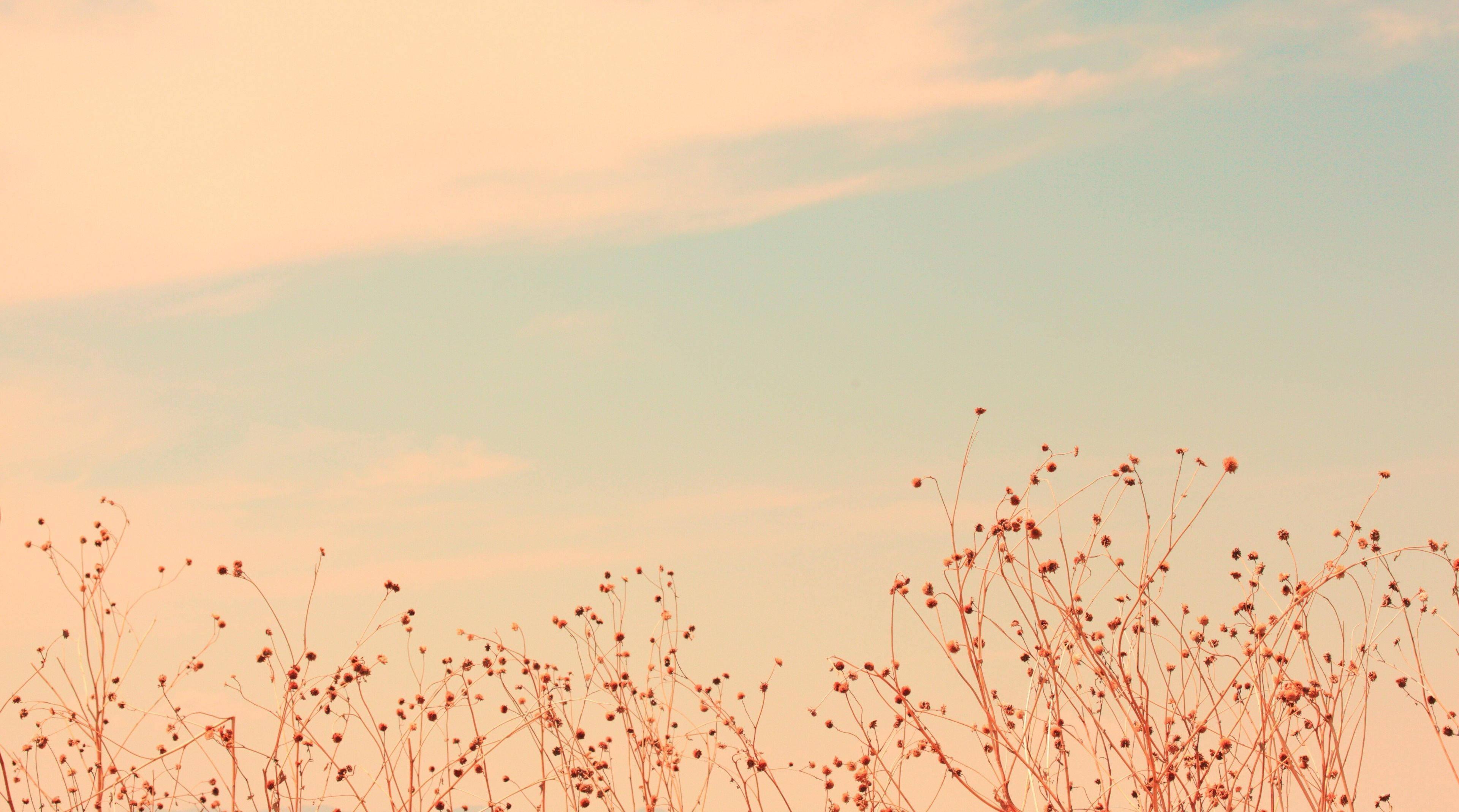 Summer Aesthetic Wild Flowers — 3840x2138 wallpaper
