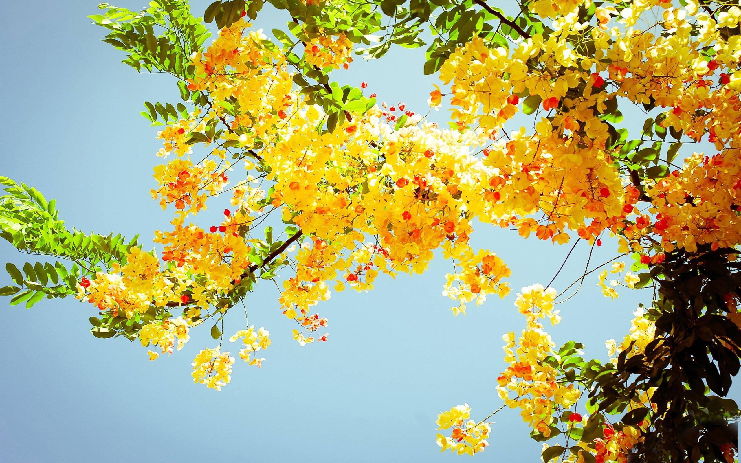 Summer Aesthetic Yellow Flowers — 2560x1600 wallpaper