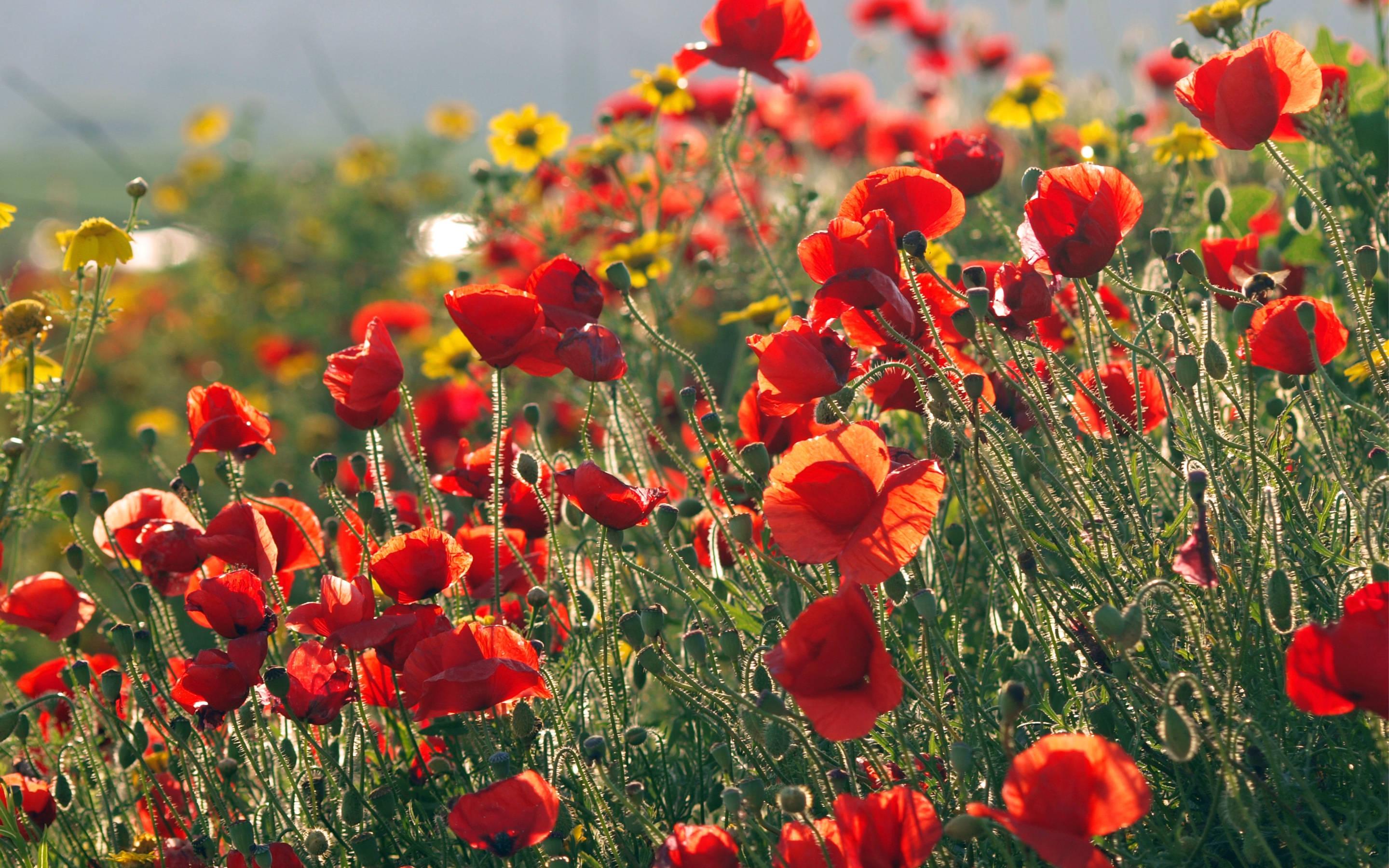 Summer Blooms — 2880x1800 wallpaper