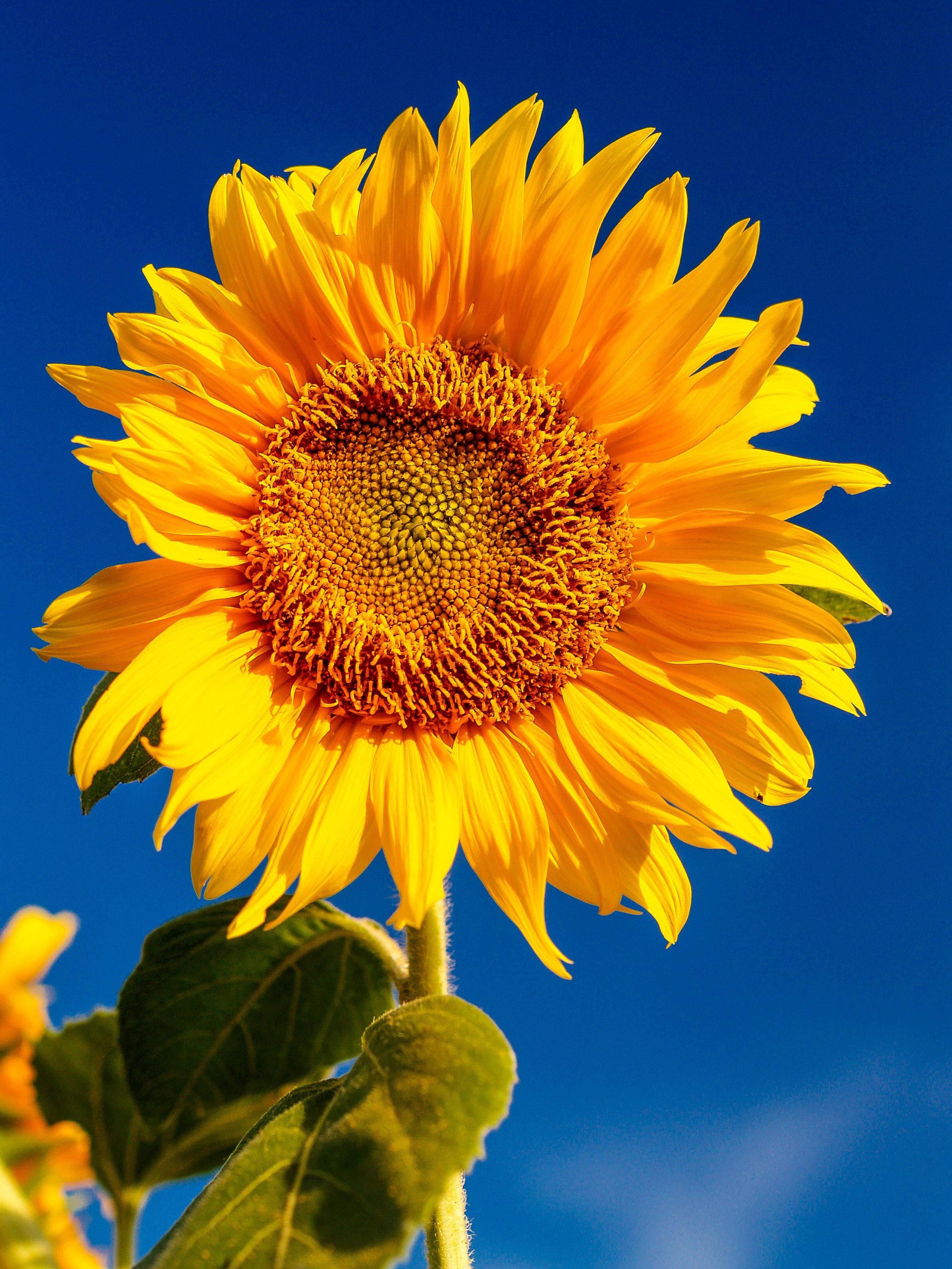 Sunflower Blue Sky Samsung — 2401x3200 wallpaper
