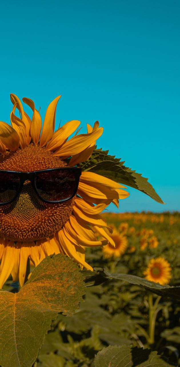 Sunflower With Sunglasses Summer iPhone — 630x1280 wallpaper