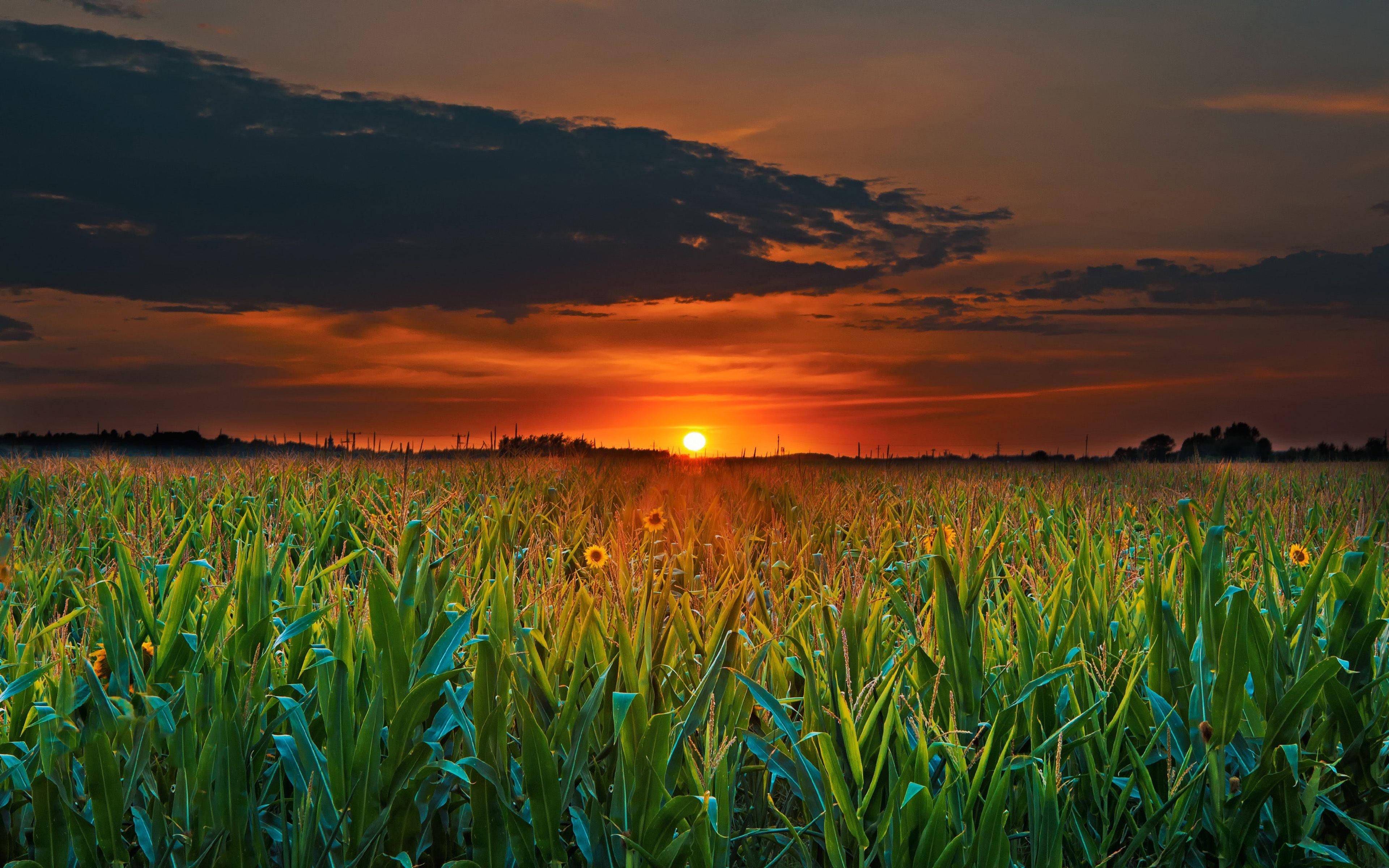 Sunflowers In Sunrise Desktop 4K — 3840x2400 wallpaper