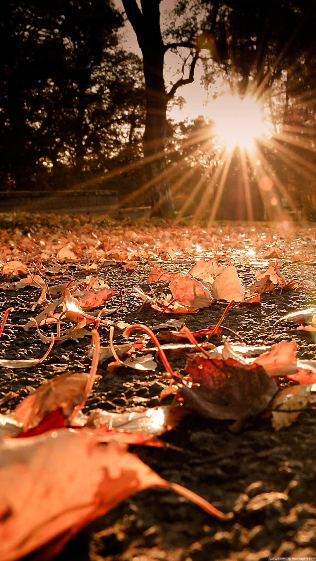 Sunny Fallen Leaves Fall IPhone — 1080x1920 wallpaper