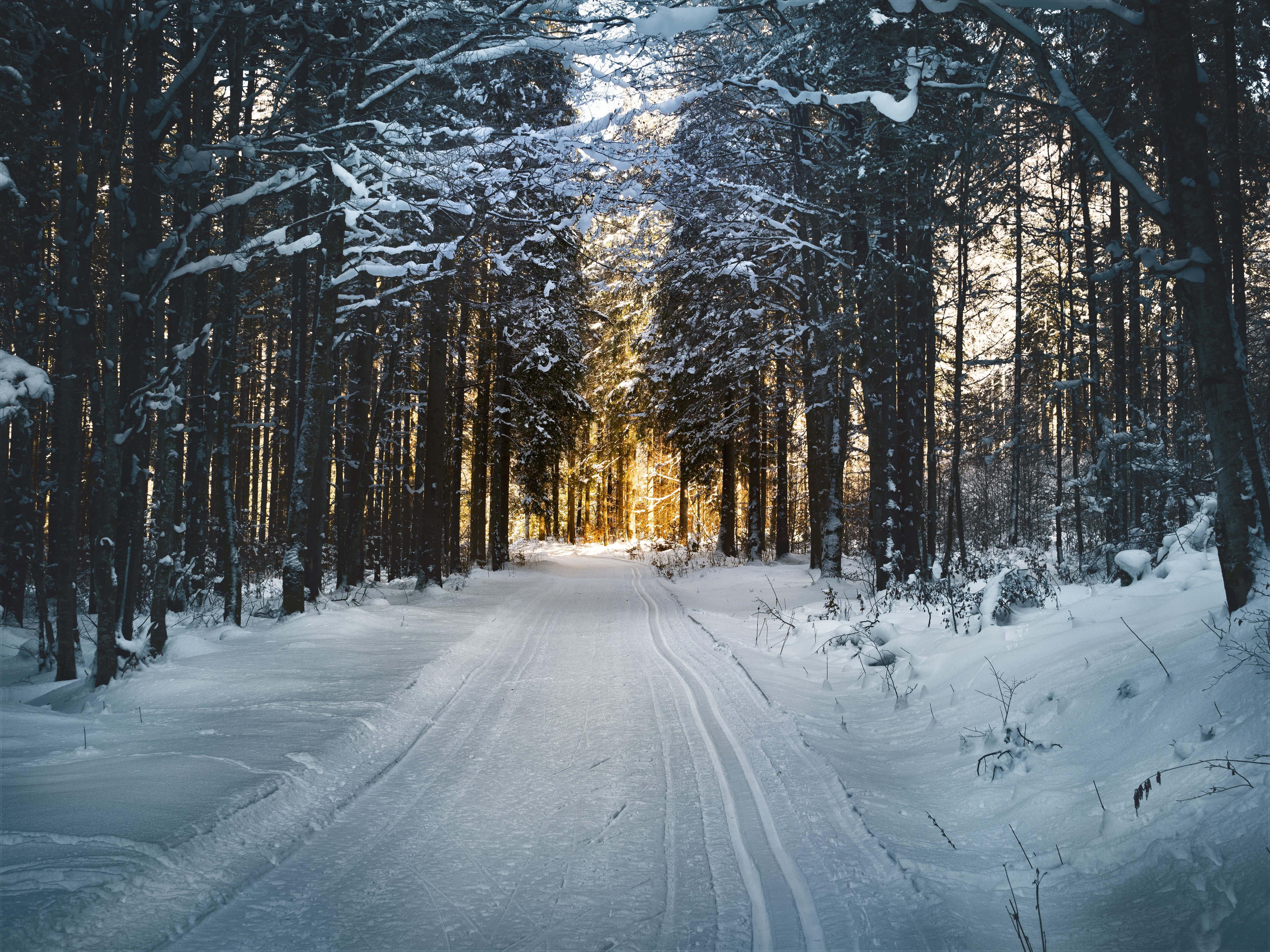 Sunset Winter Forest Picture — 5184x3888 wallpaper