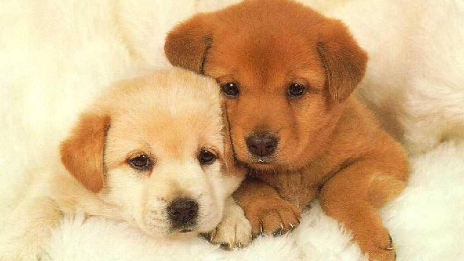 Sweet Puppy Siblings — 1920x1080 wallpaper