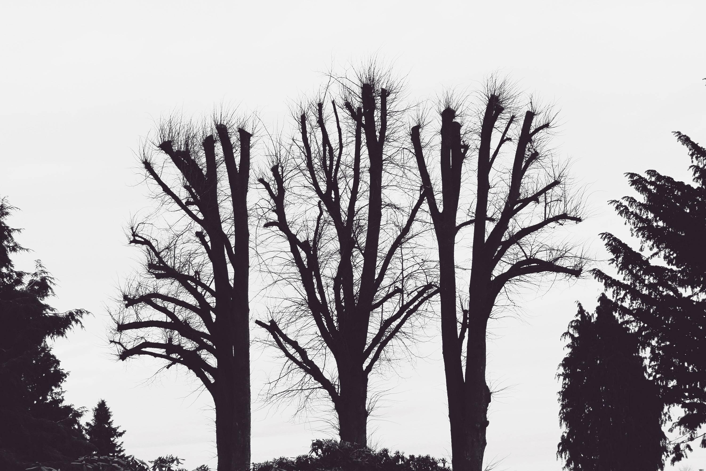 Symbolizing loneliness with a view of dead trees against a black background. — 3000x2000 wallpaper