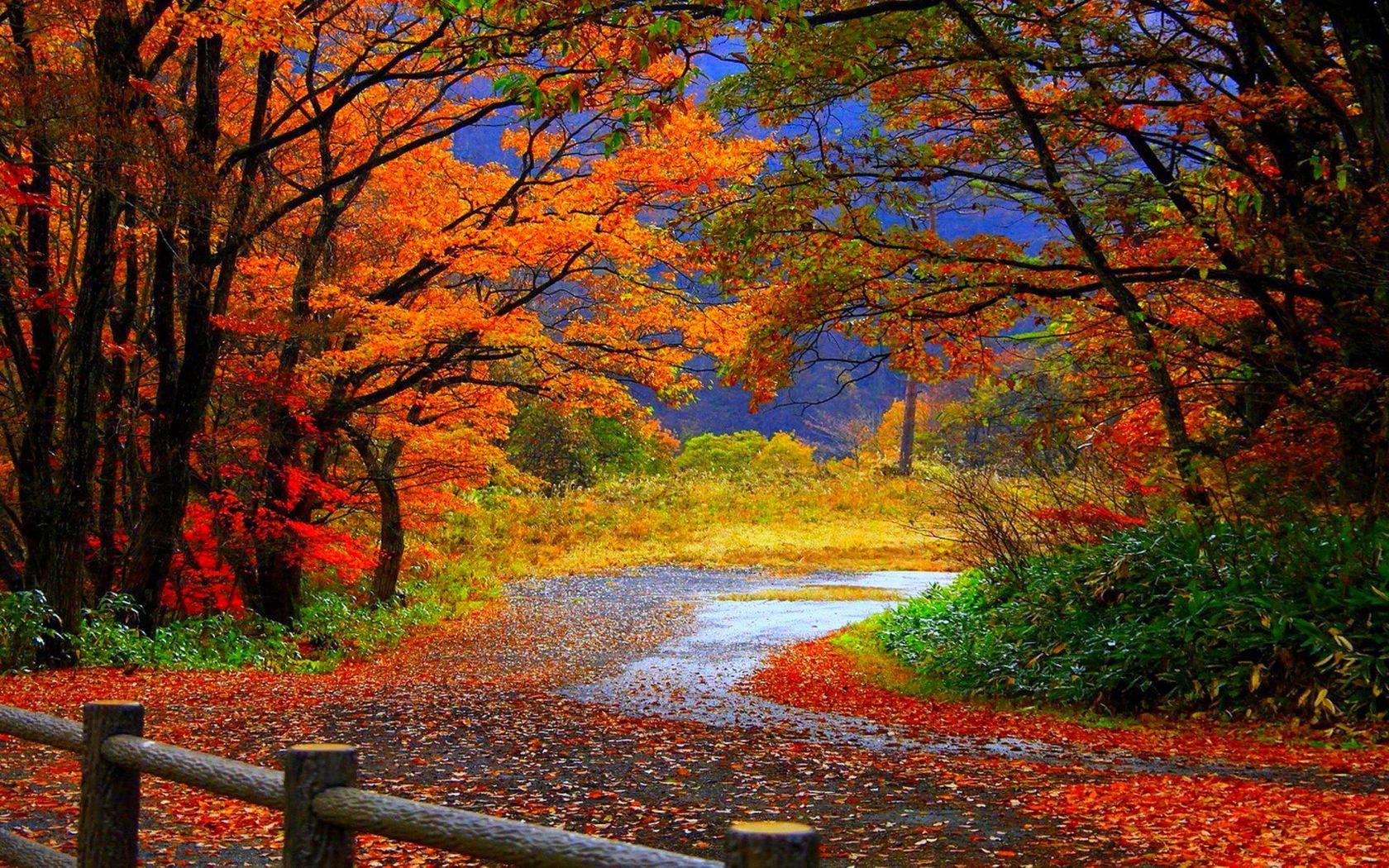 Take a breathtaking walk down the country road during fall — 1680x1050 wallpaper
