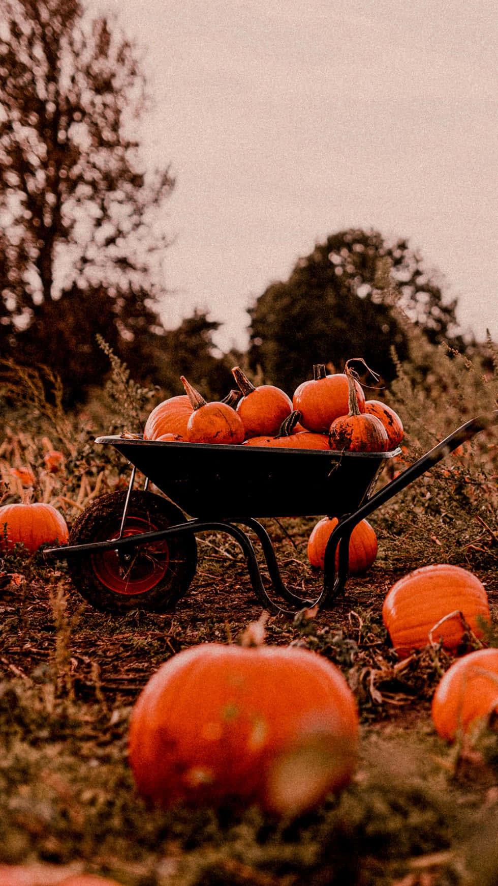 Take a deep breath and look up - the beauty of fall awaits! — 980x1741 wallpaper