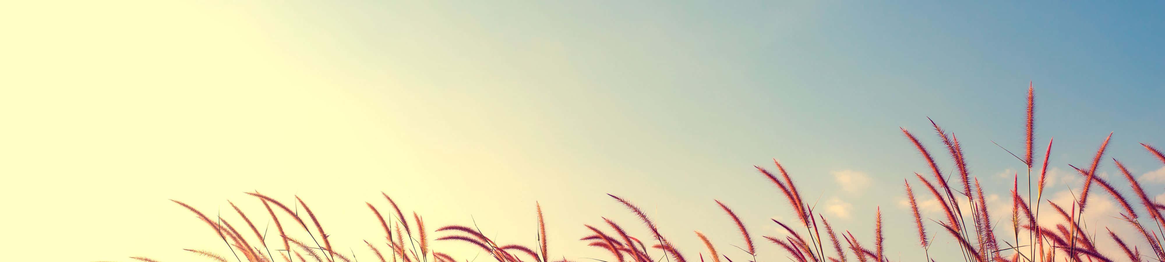 Take a Moment and Appreciate Nature's Beauty — 4000x900 wallpaper