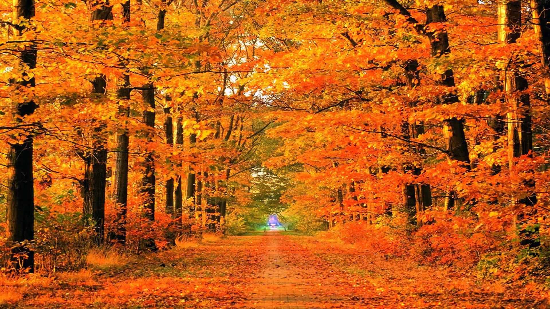 Take a peaceful stroll in the crisp Autumn air — 1920x1080 wallpaper
