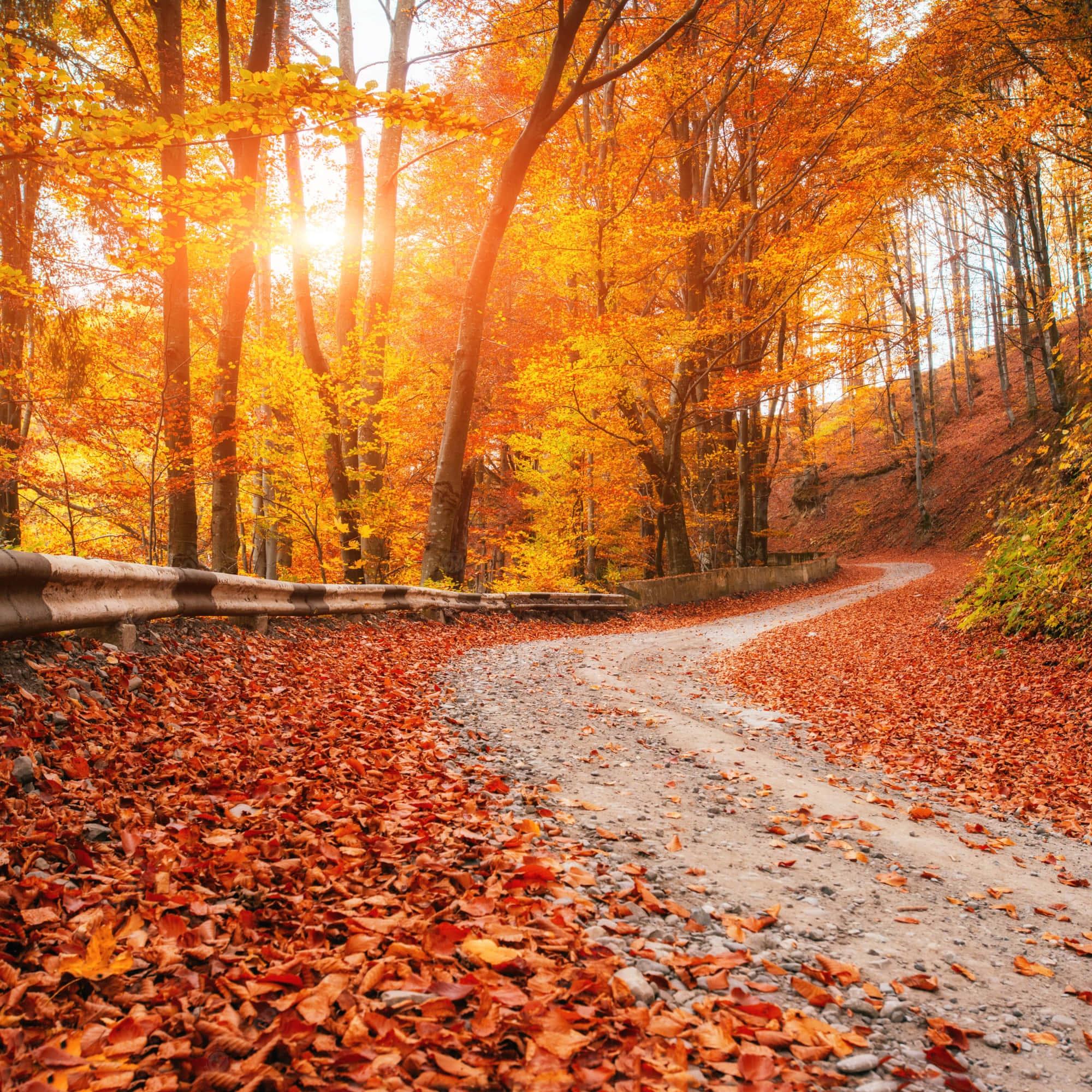 Take a scenic drive this Fall and take in the vibrant colours of nature — 2000x2000 wallpaper
