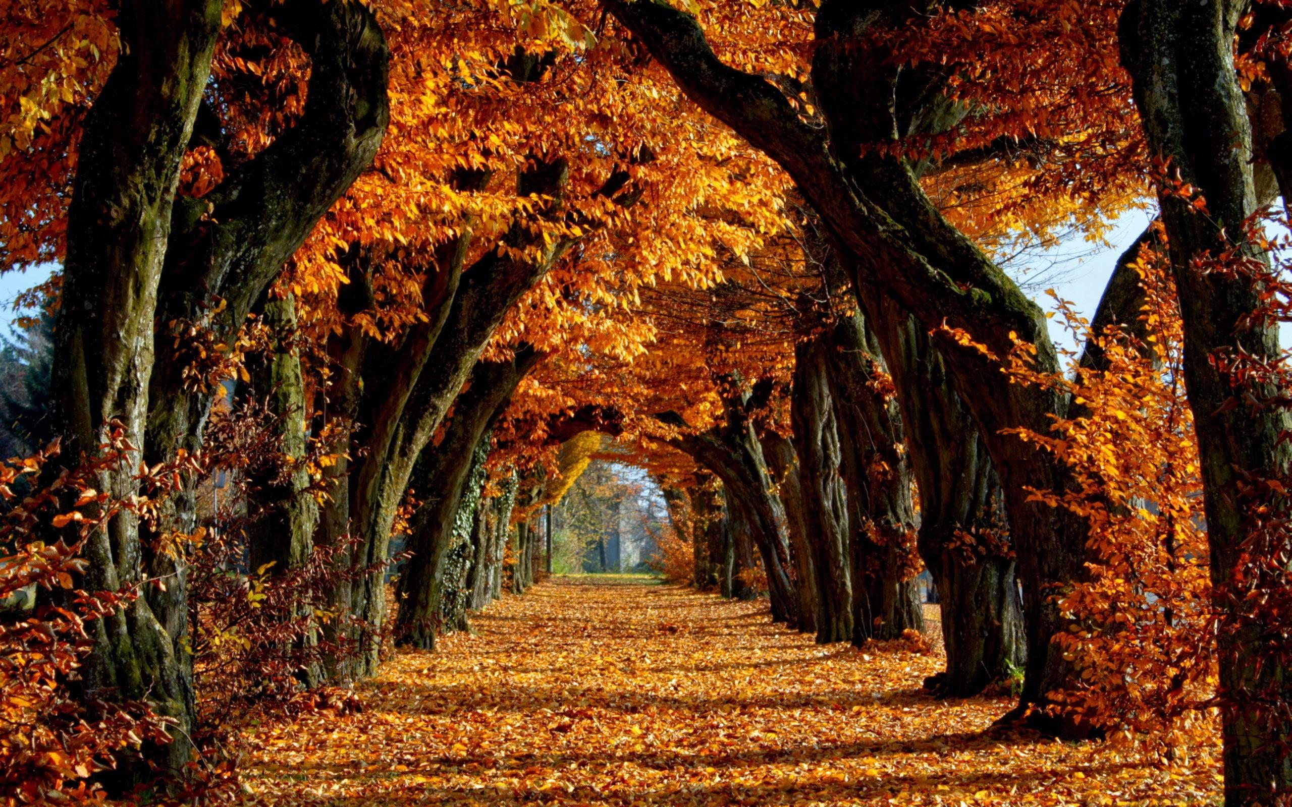 Take a stroll down this tranquil tree-lined pathway, lit up by the beauty of fall — 2560x1600 wallpaper