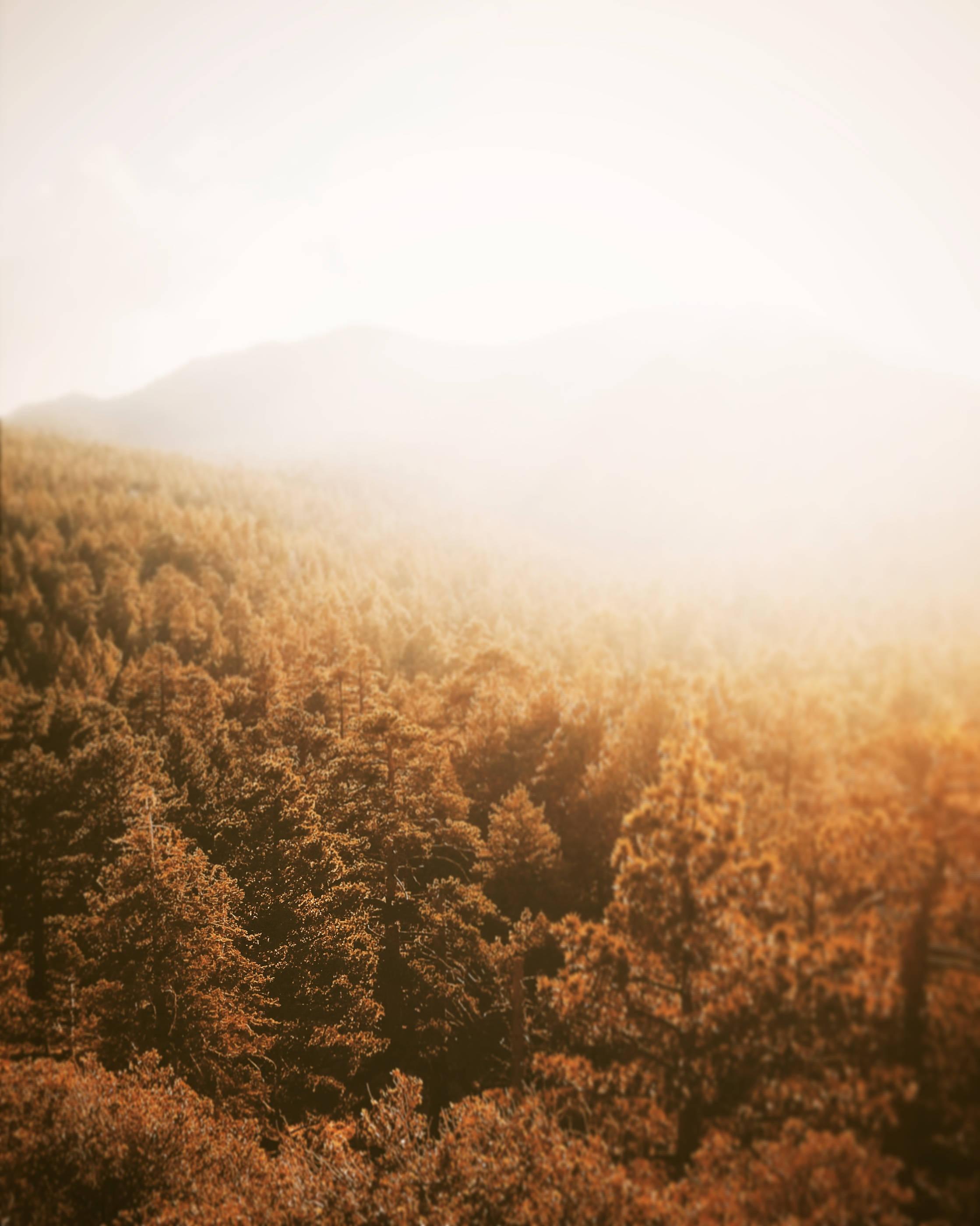 Take a stroll through the season and savor the beauty of autumn — 2238x2798 wallpaper