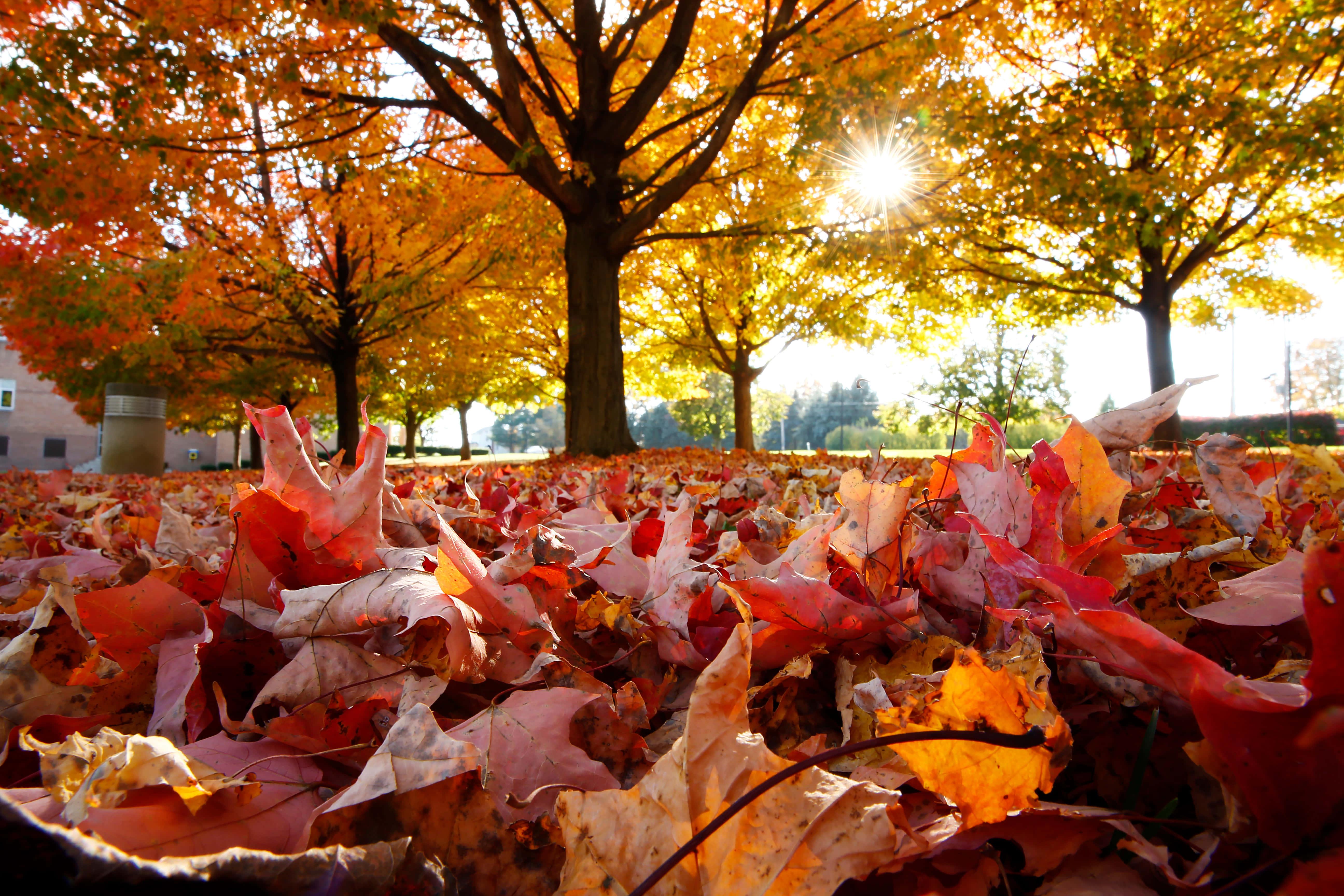 Take a stroll through the the vibrant Fall foliage — 5184x3456 wallpaper