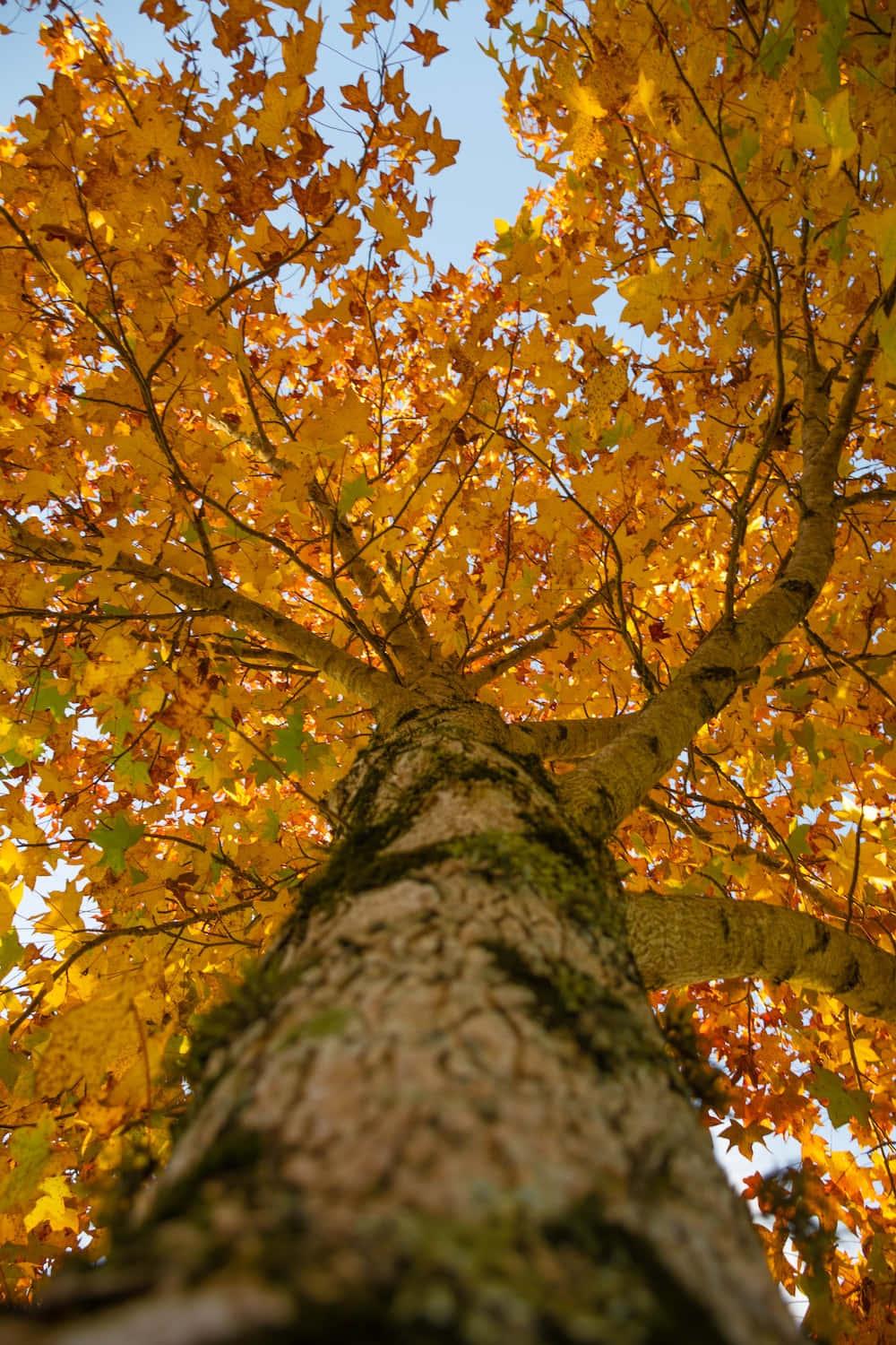Take a tranquil break to experience nature's vibrant beauty this fall — 1000x1500 wallpaper