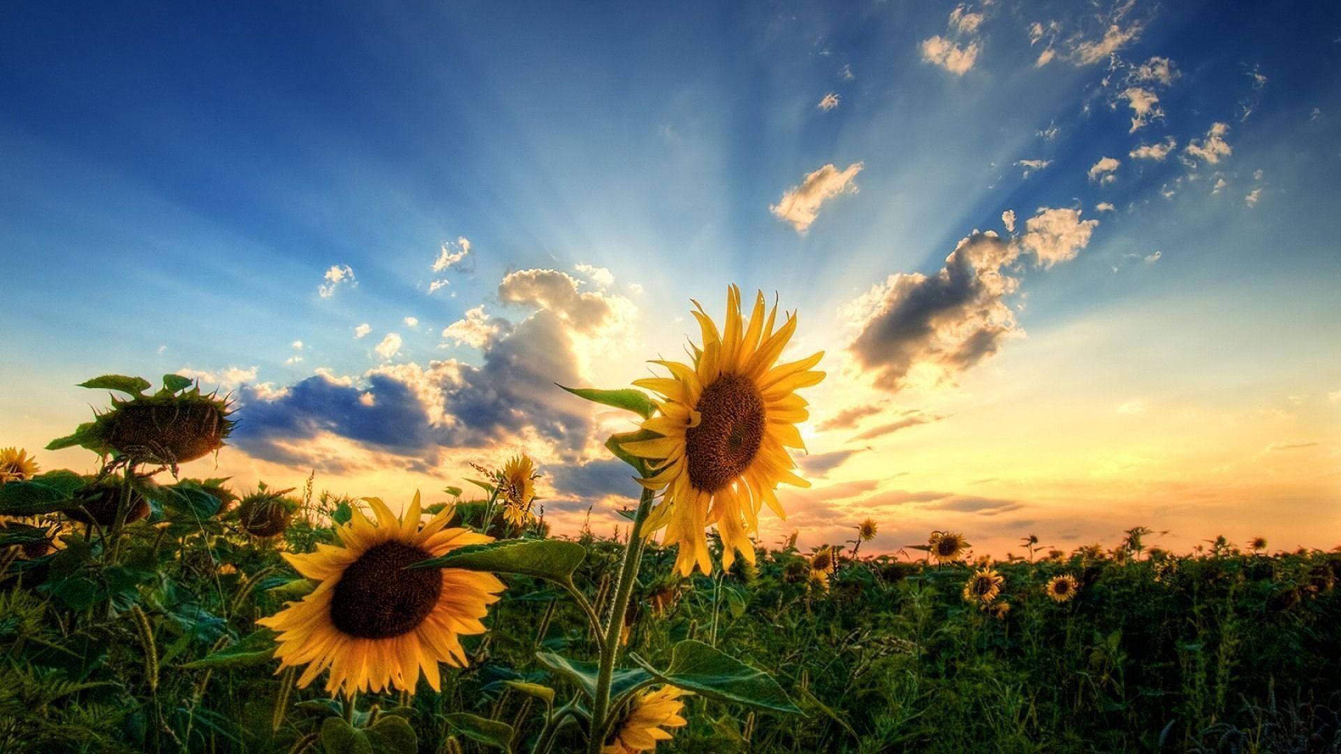 Take in the beauty of a flowering summer sunset — 1920x1080 wallpaper