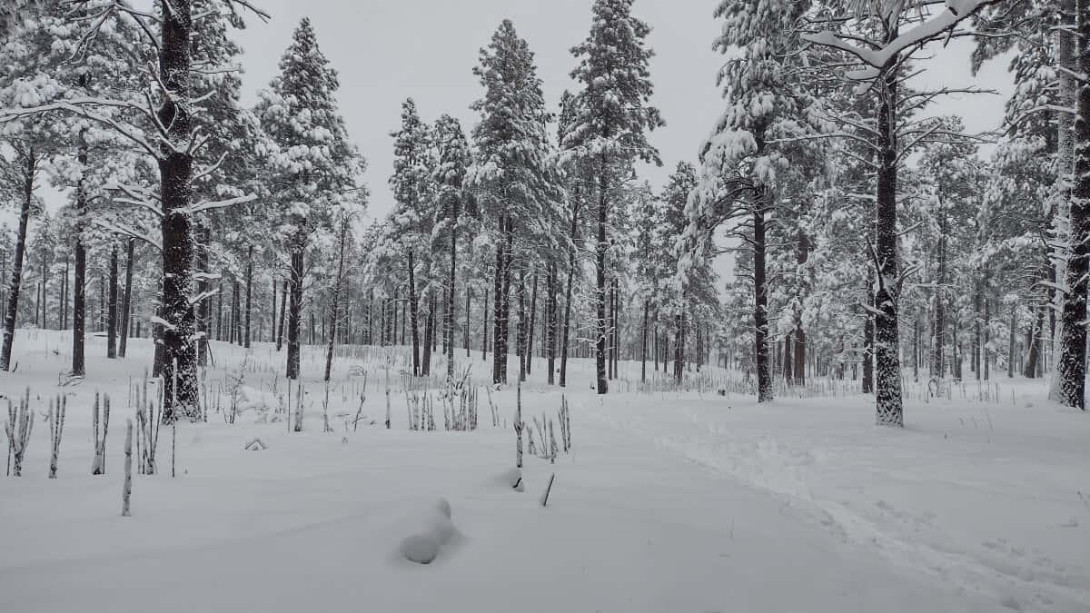 Take in the beauty of an untouched forest — 1200x675 wallpaper