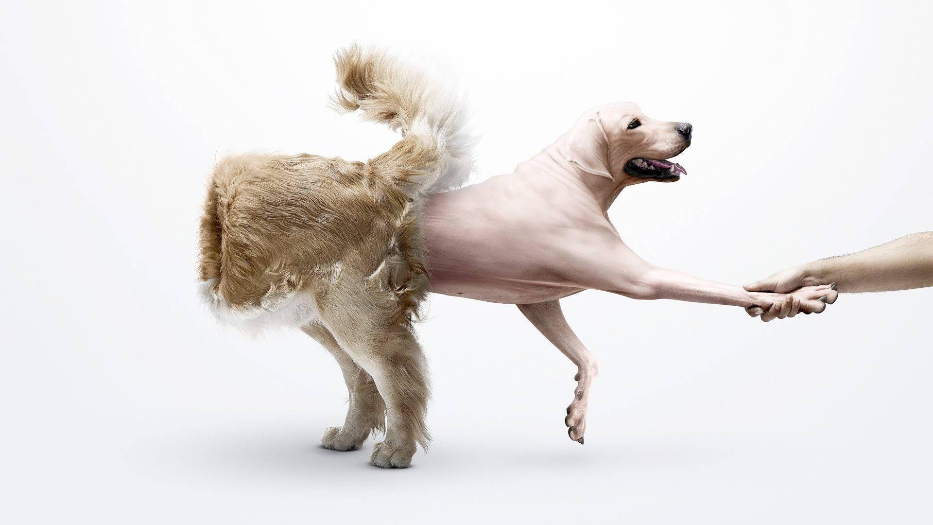 Take my leash - I'm walking myself! — 1920x1080 wallpaper