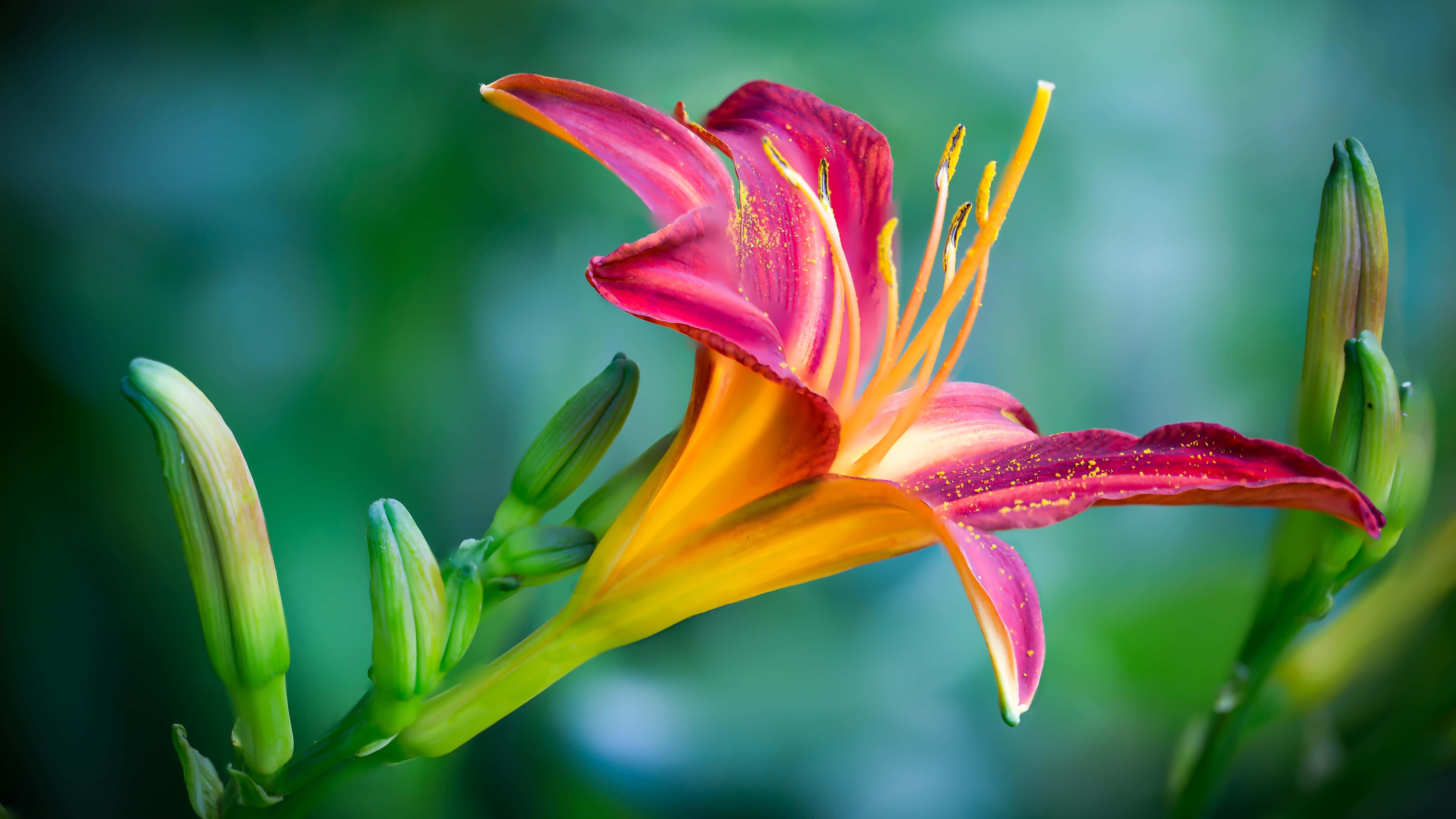 Take Time to Stop and Be Amazed at Nature's Beauty — 5816x3272 wallpaper