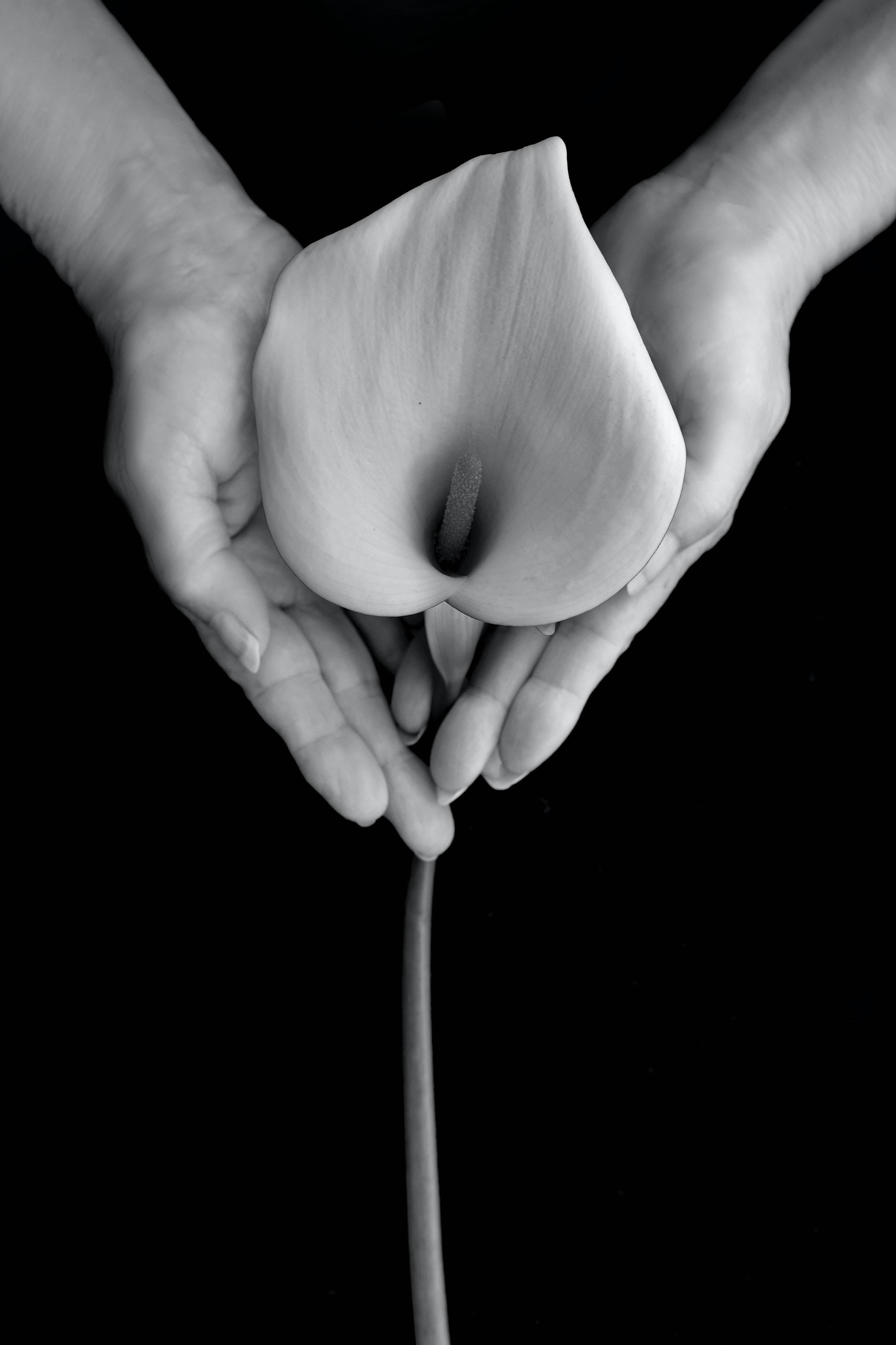 The Beauty of a Calla Lilly in a Dramatic Black Screen — 2394x3592 wallpaper