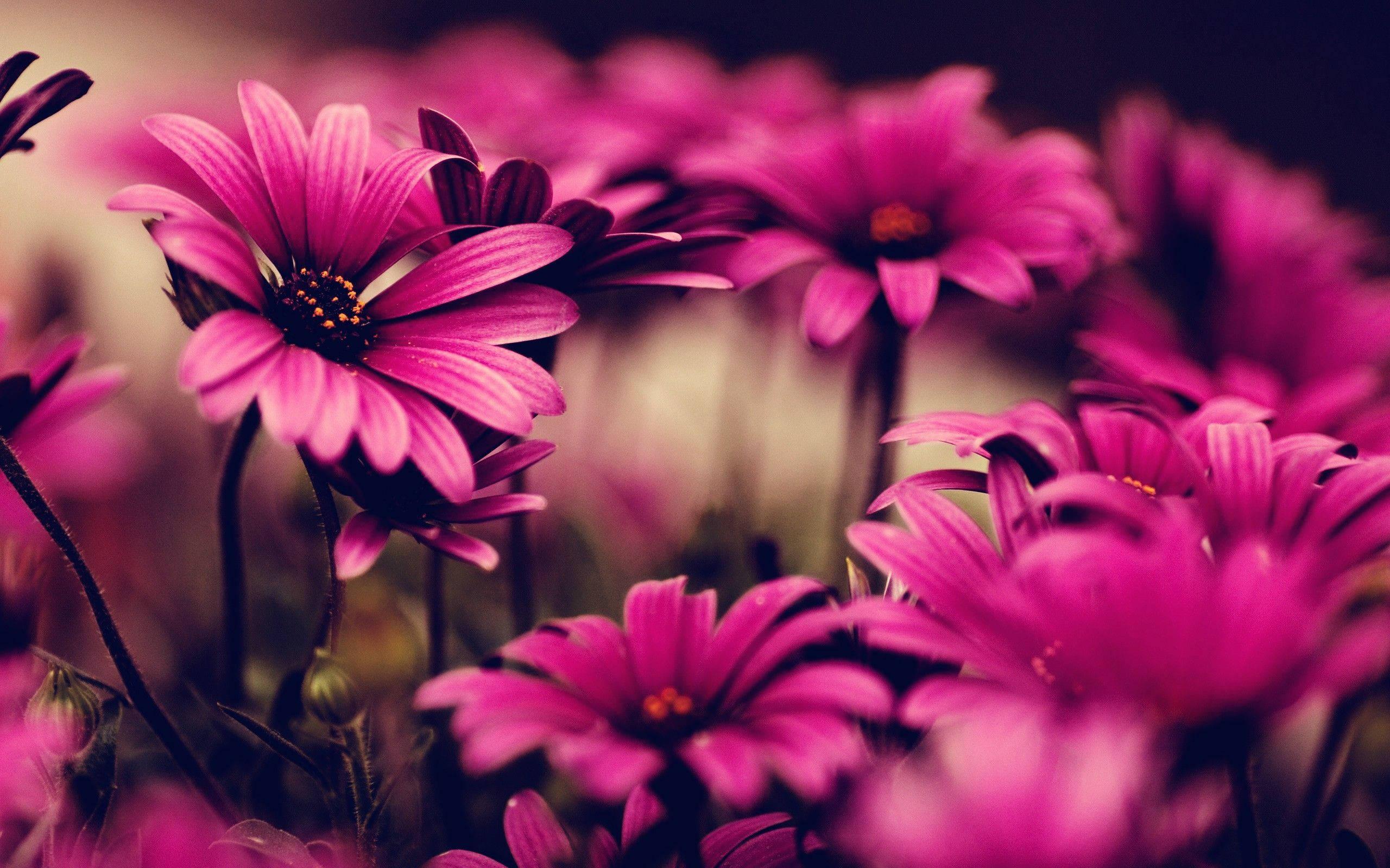 The beauty of a gloomy pink flower — 2560x1600 wallpaper