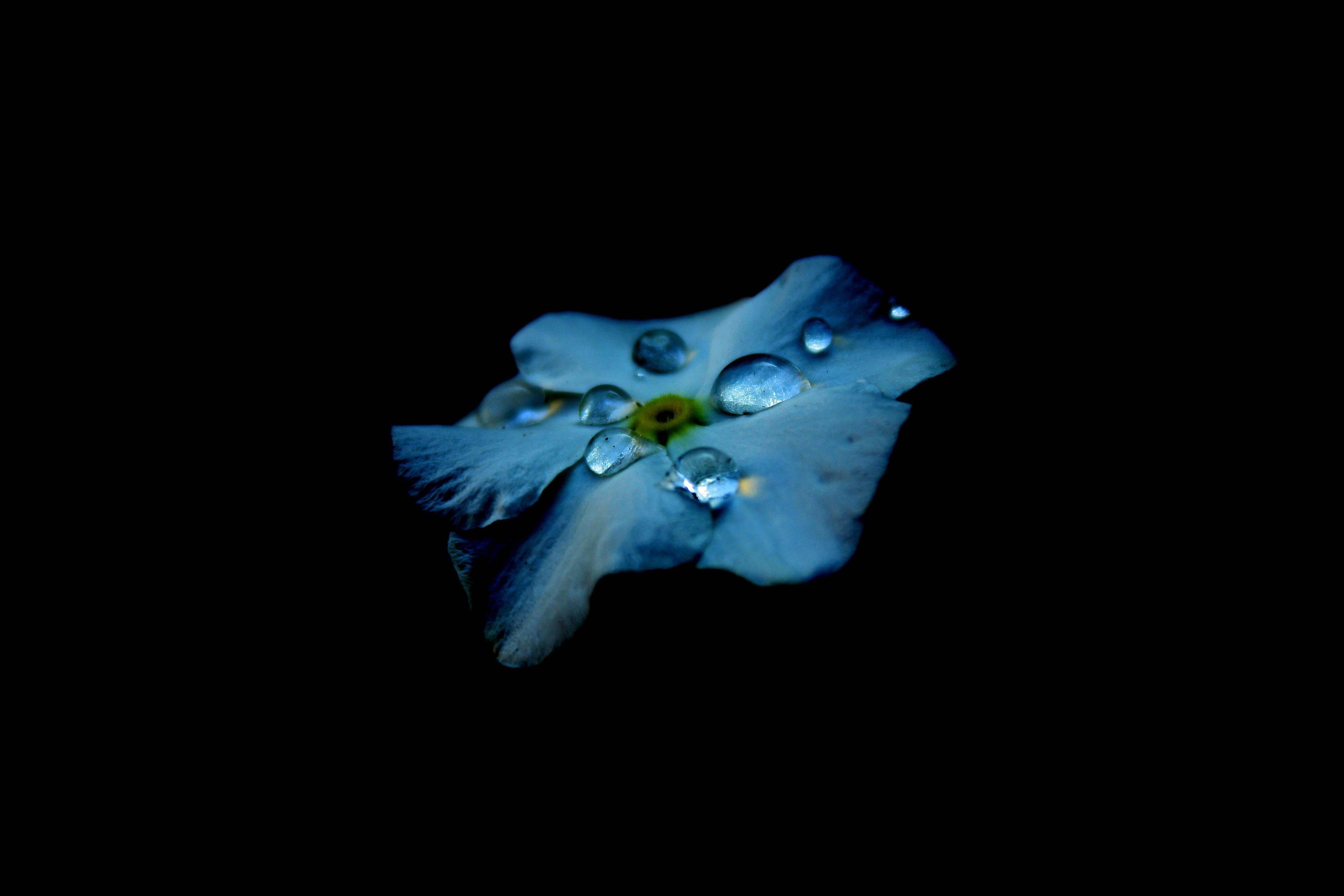 The Beauty Of Life Revealed Through Amoled Blue Flower Droplets — 3888x2592 wallpaper