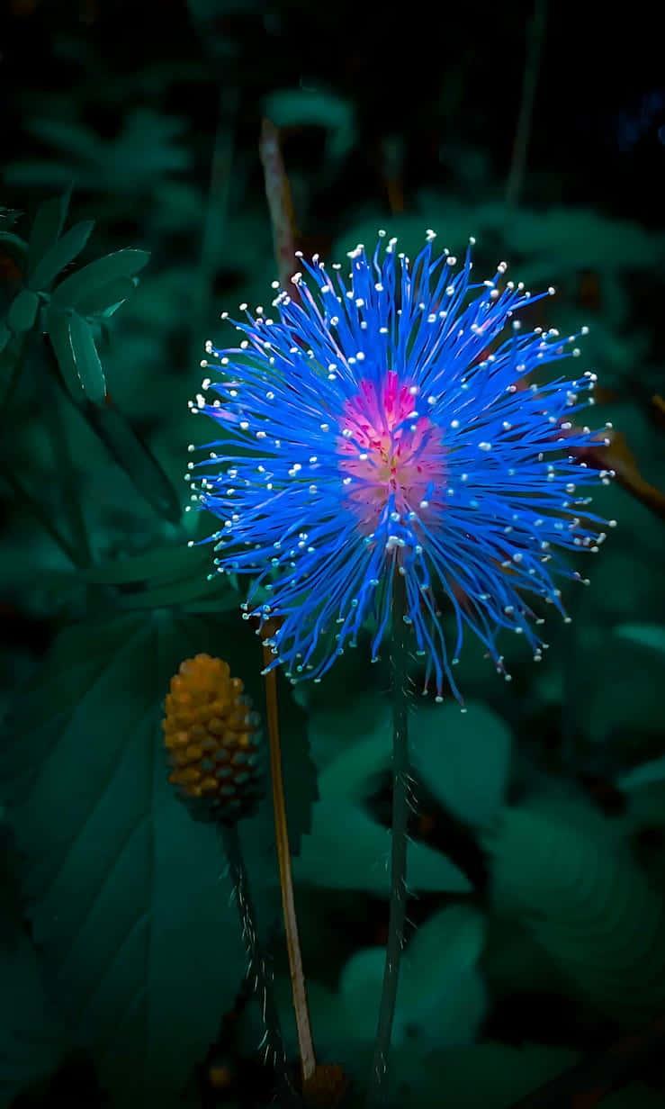 The Beauty of Nature: A Field of Colorful Flowers — 739x1232 wallpaper