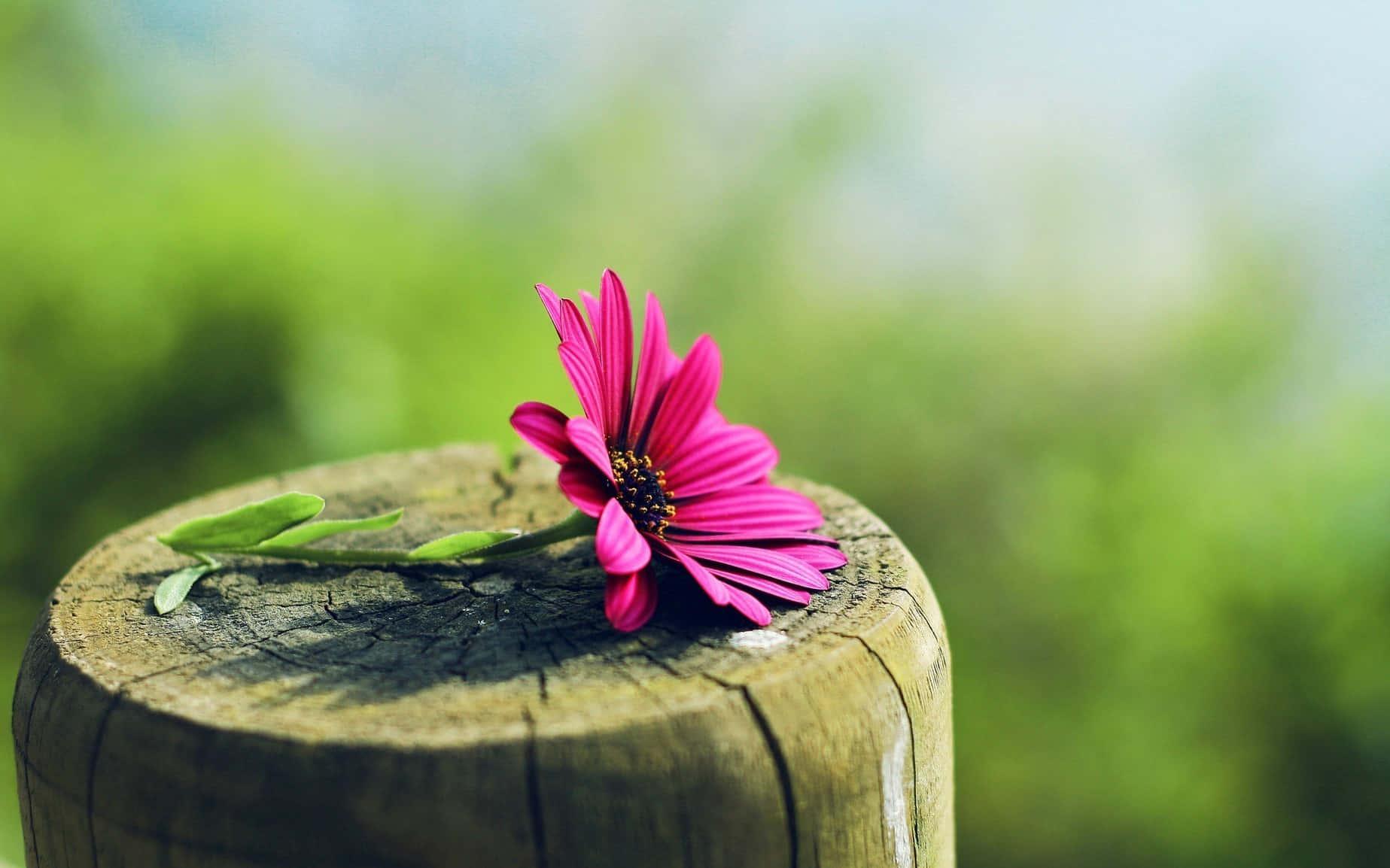 The beauty of Nature - a perfect pink flower — 1847x1154 wallpaper
