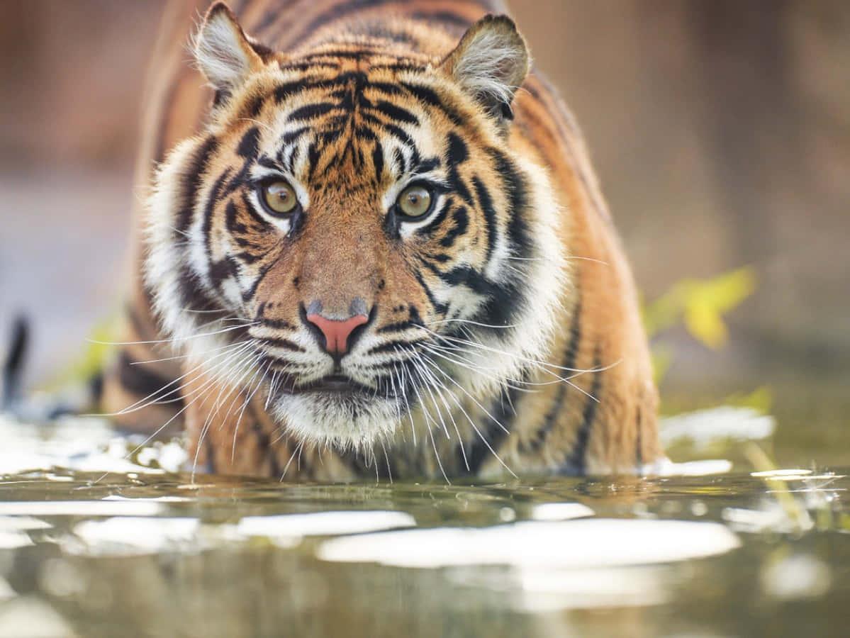 The Beauty of Nature: A Tiger in its Natural Habitat — 1199x900 wallpaper