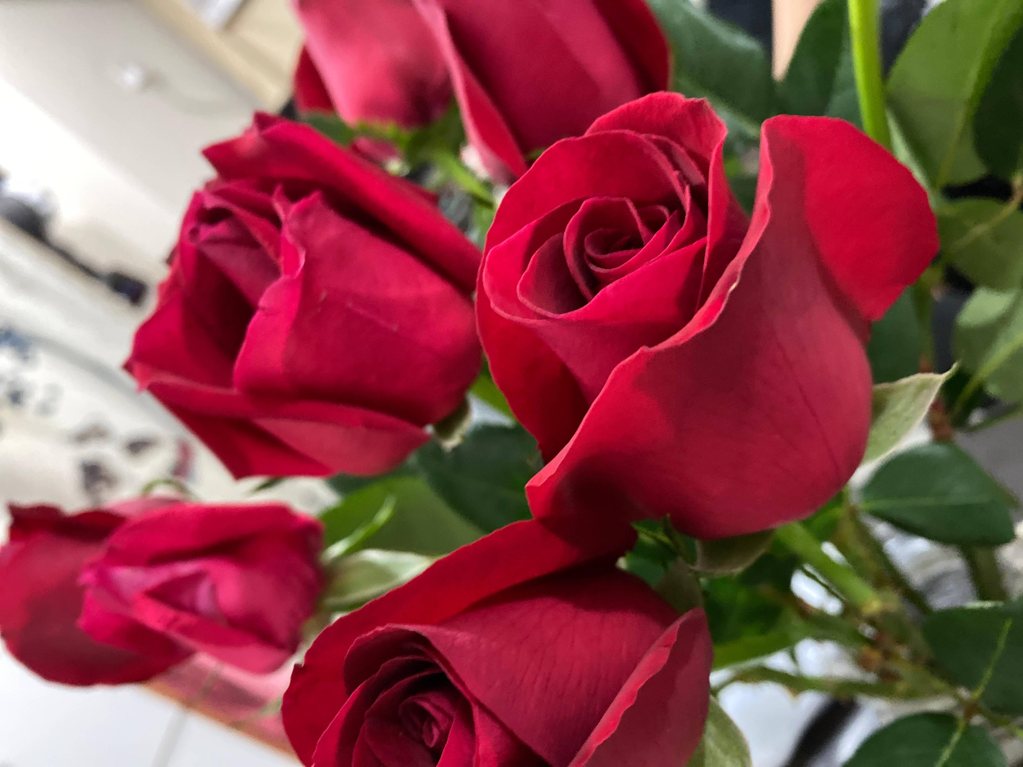 The Beauty of Red Roses — 4032x3024 wallpaper
