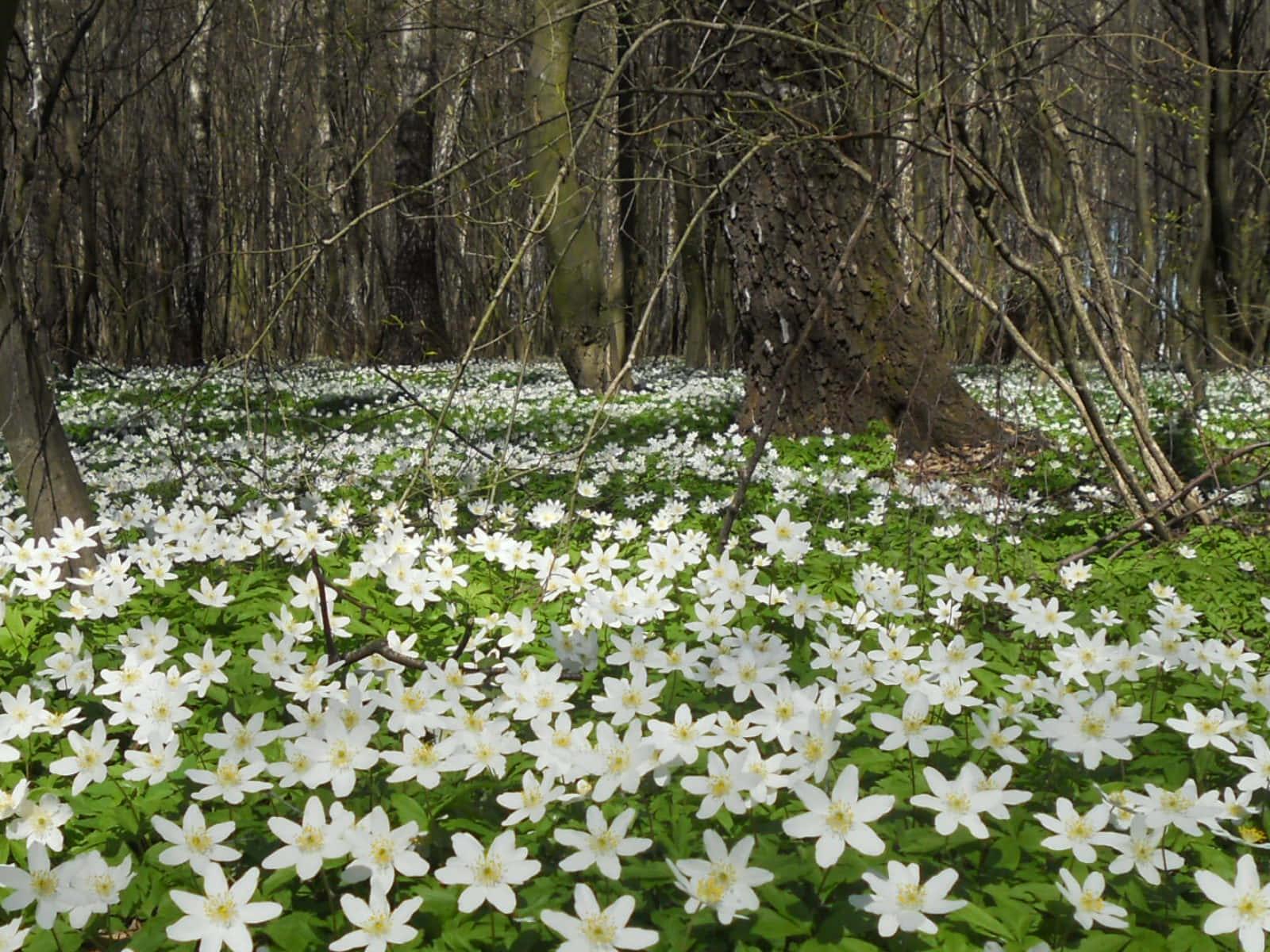 The beauty of Spring — 1600x1200 wallpaper
