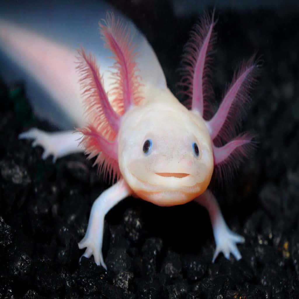 The Beauty of the Axolotl — 1024x1024 wallpaper