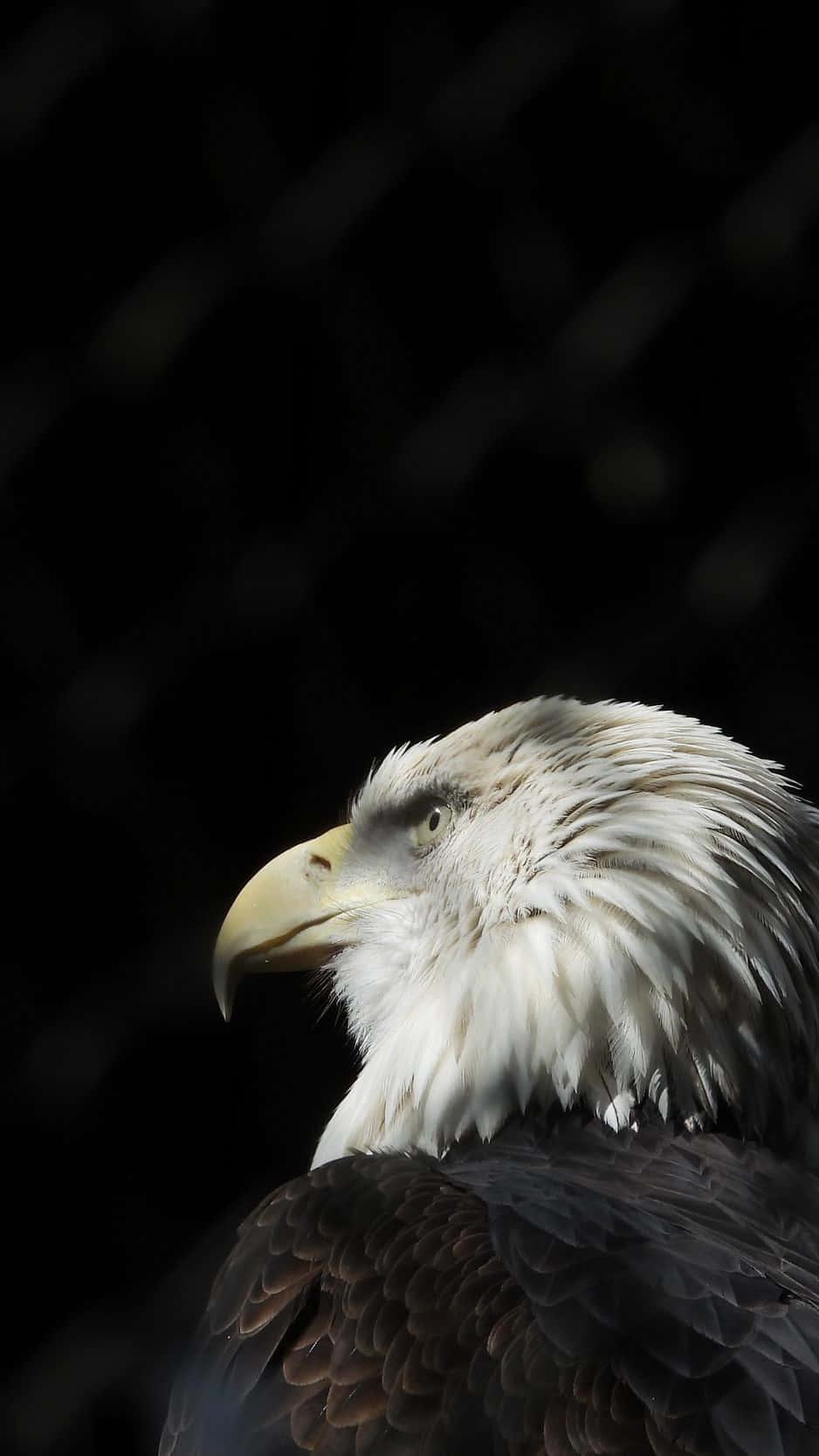 The Eagle iPhone – Experience Smart Technology — 938x1668 wallpaper