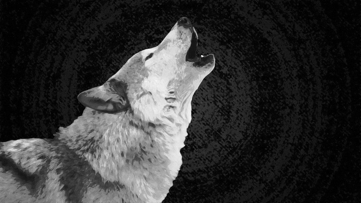 The Howl of a Wild Wolf — 1191x670 wallpaper