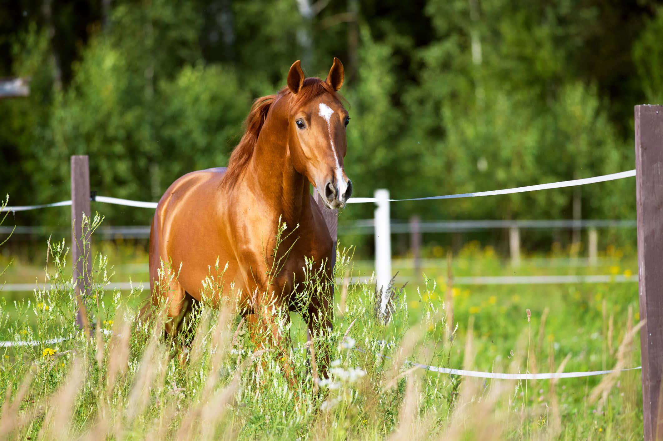 The Majestic Strength of a Horse — 2123x1413 wallpaper