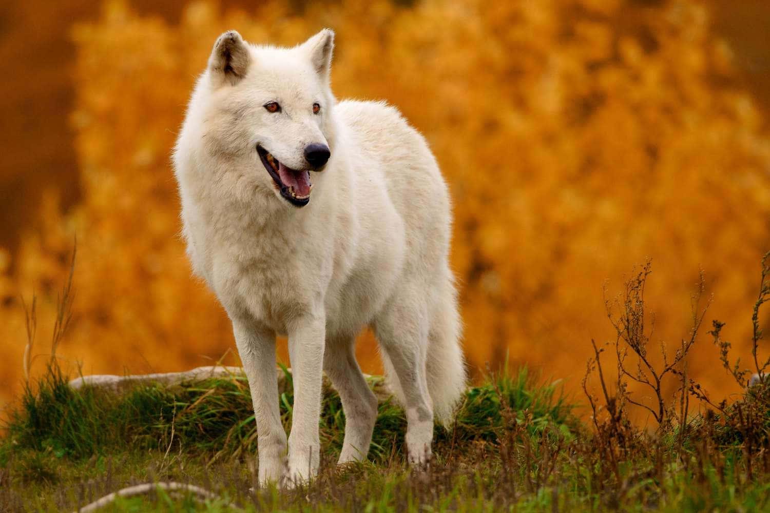 The Majestic Wolf Among Nature — 1500x1000 wallpaper