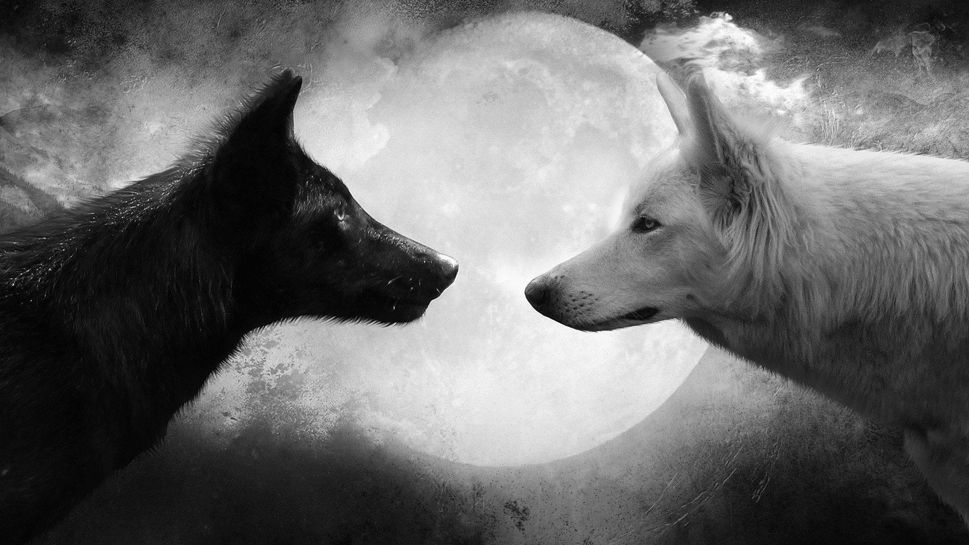 The Mystical Majestic Wolf — 1920x1080 wallpaper