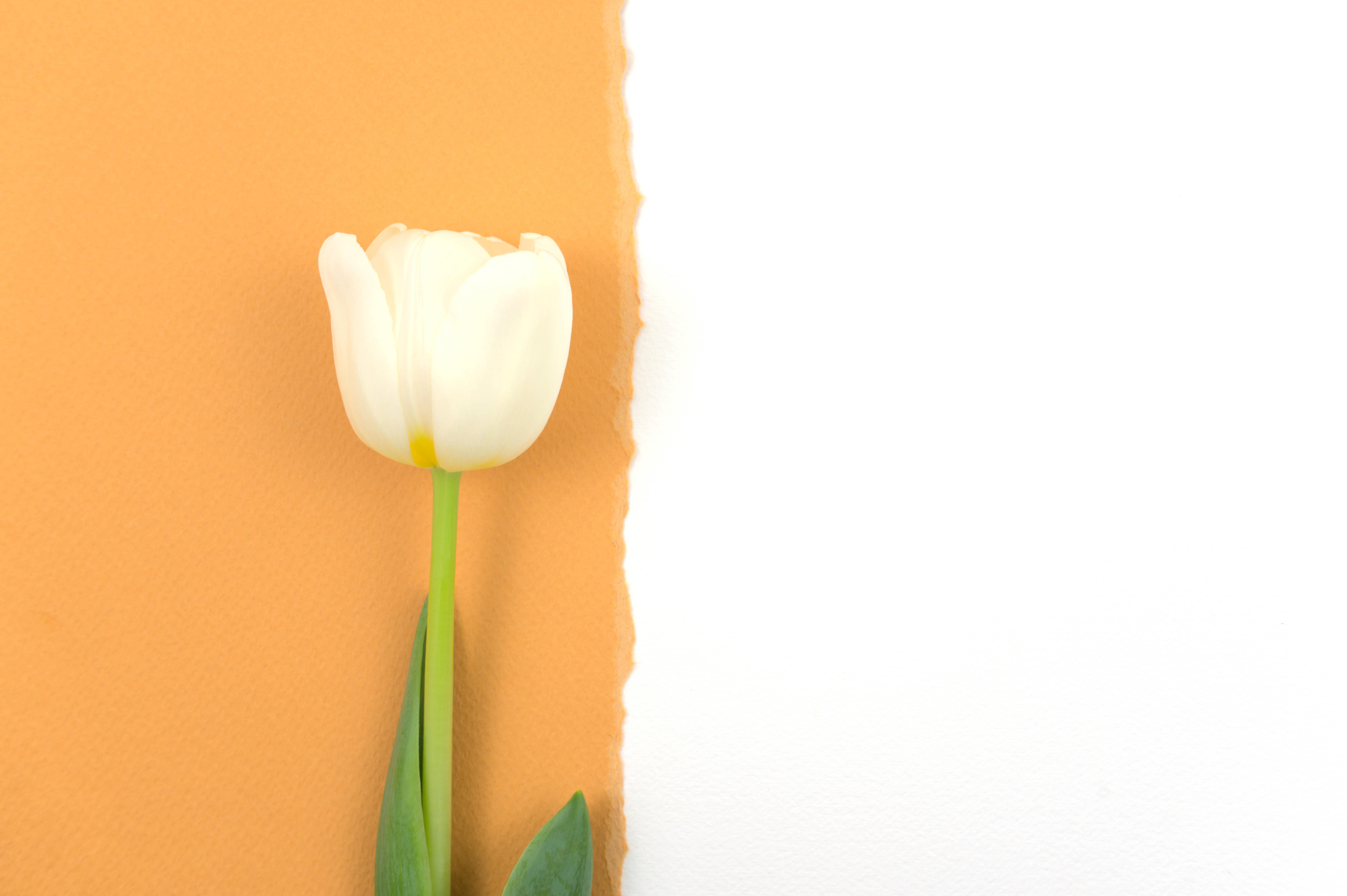 The perfect Mothers Day Gift — 6699x4455 wallpaper