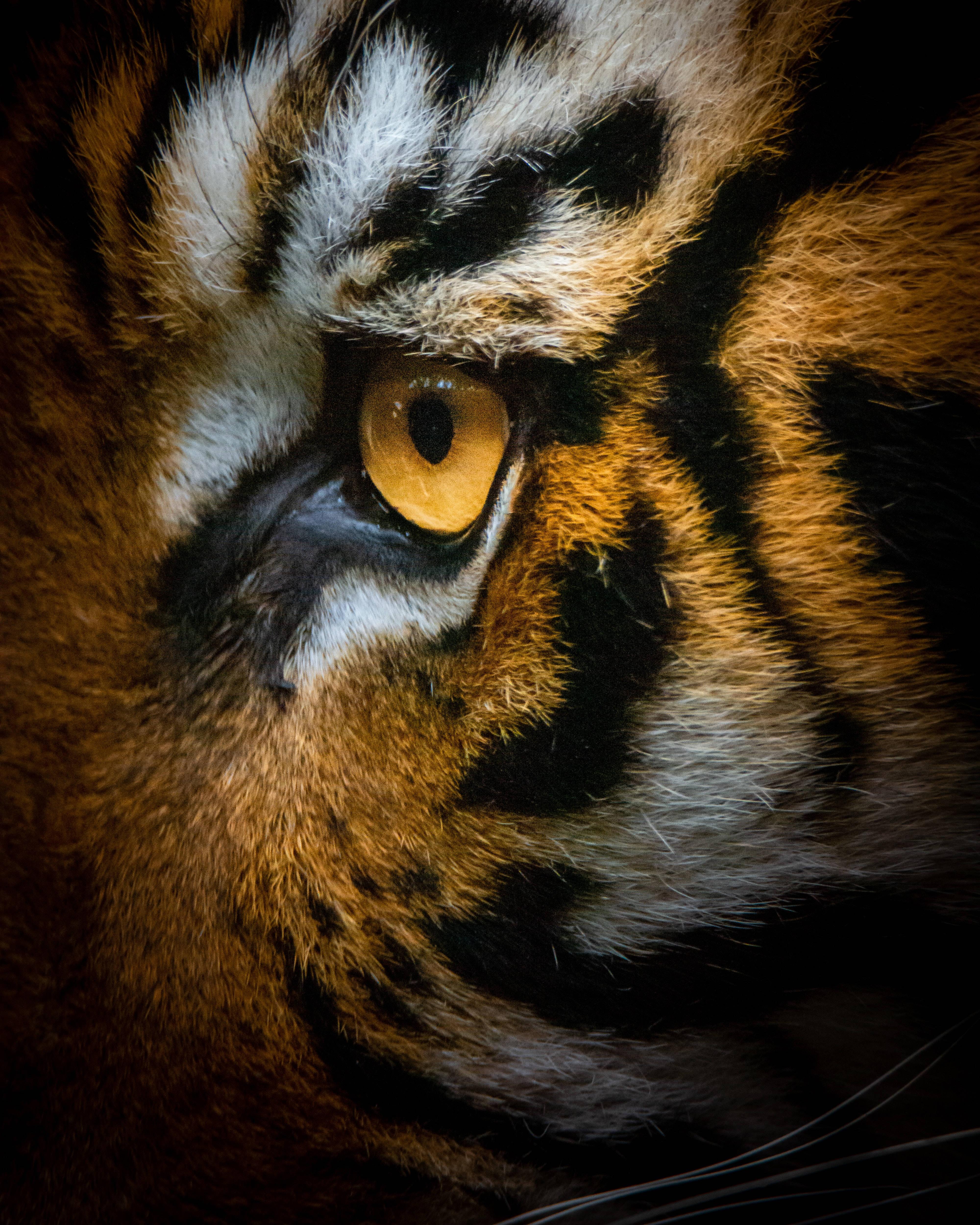 The piercing gaze of a wild tiger. — 4000x5000 wallpaper