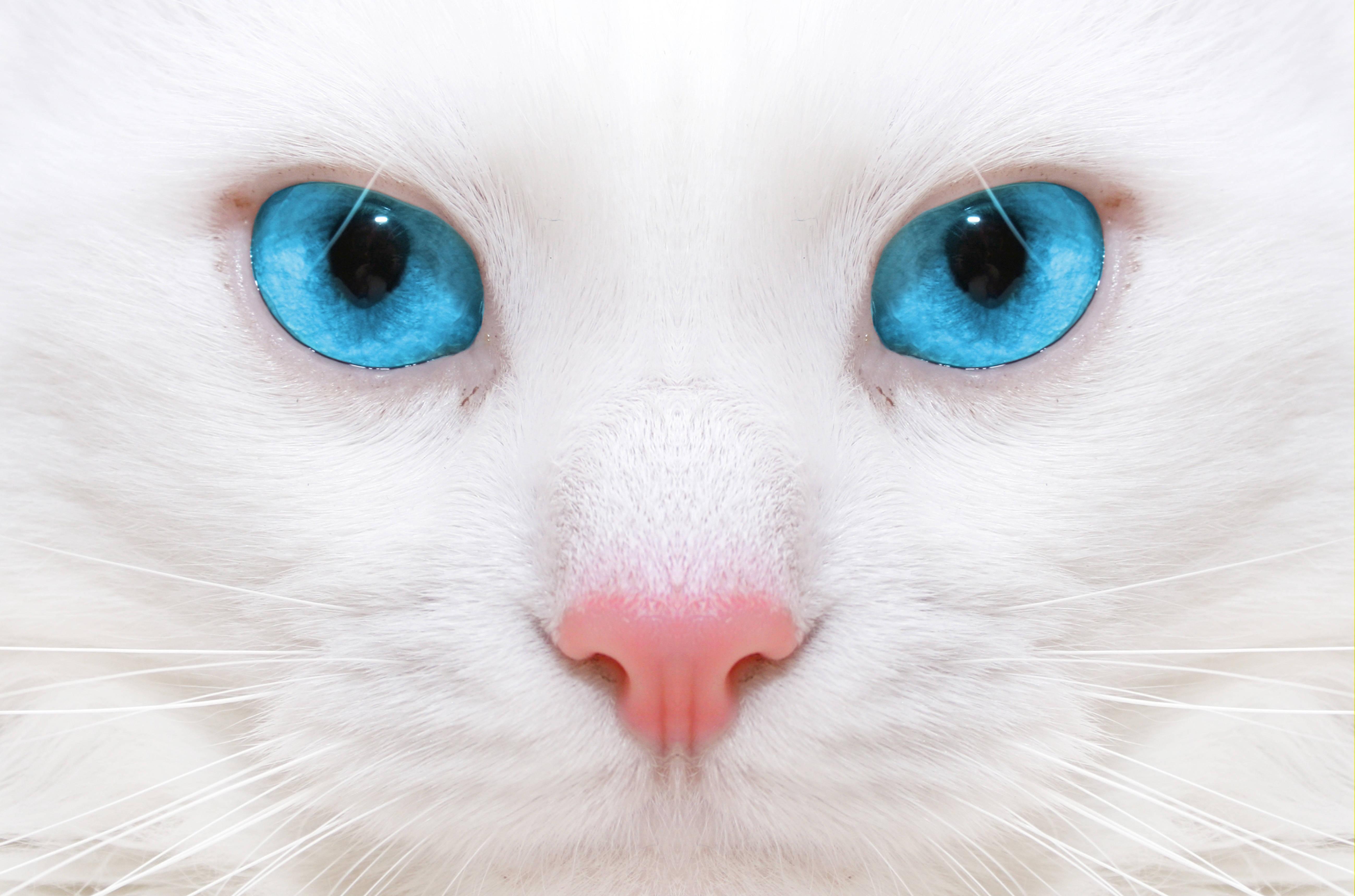 The soulful stare of a beautiful cat — 5196x3438 wallpaper