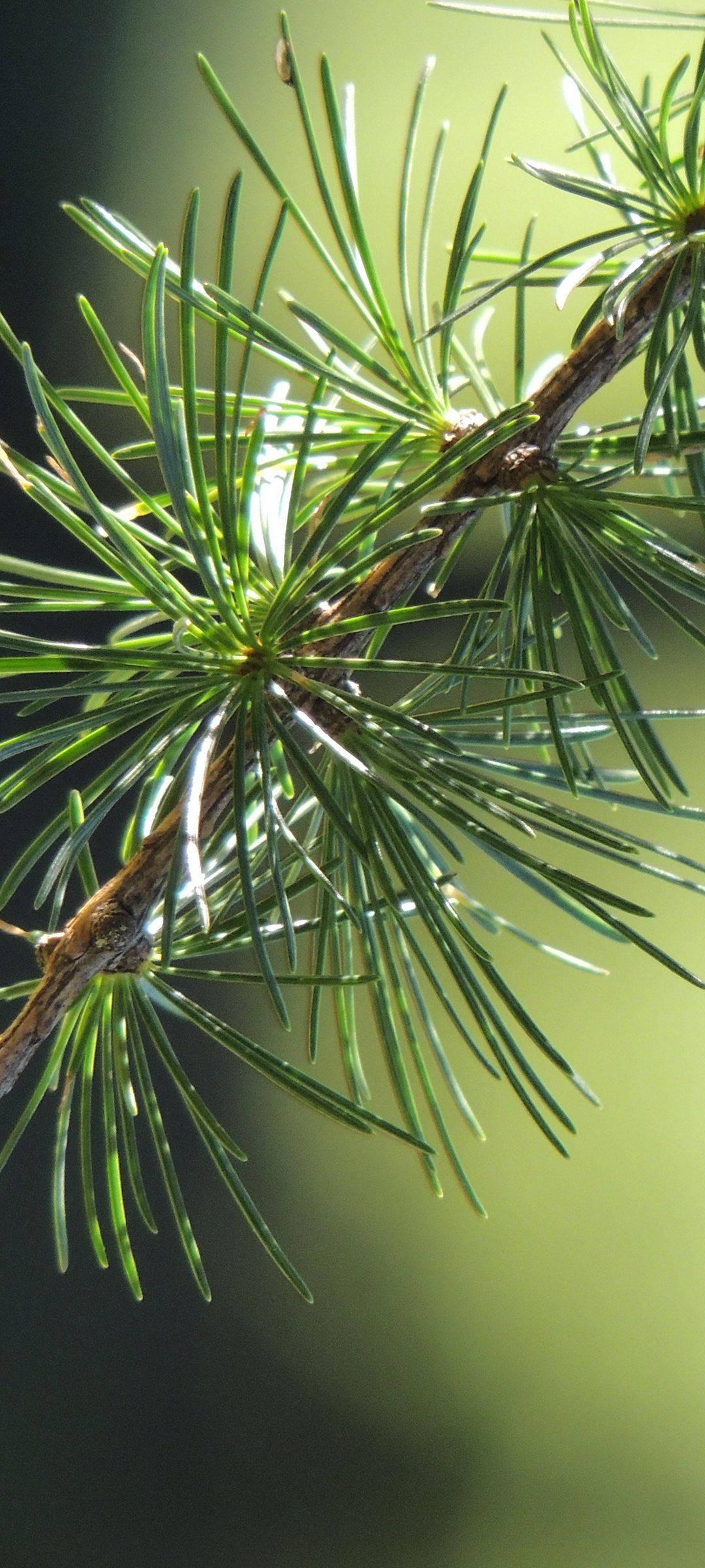 The Stylish Vivo V20 with Majestic Pine Leaf Background — 1080x2400 wallpaper