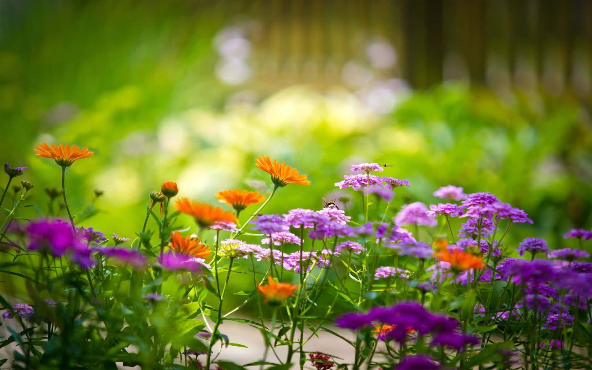 The vibrant beauty of a nature flower — 1920x1200 wallpaper