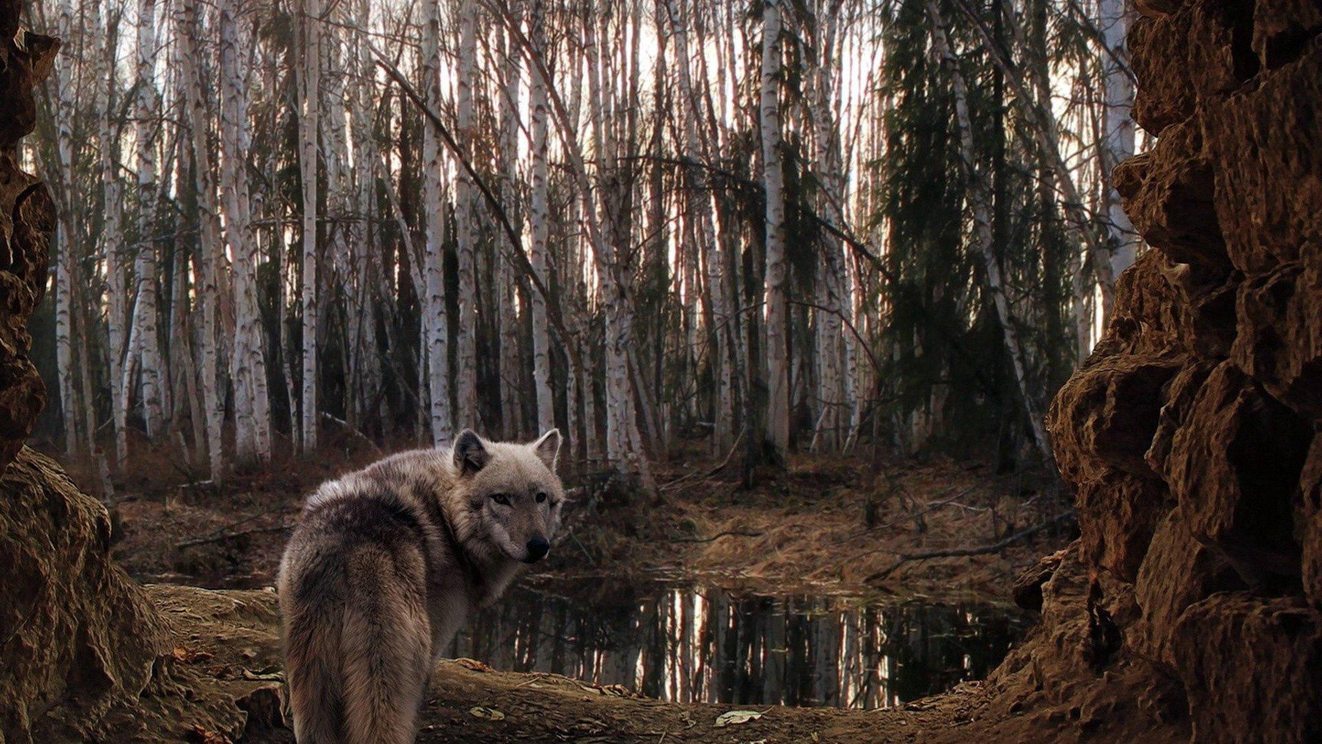 The wild beauty of a majestic wolf in its natural habitat. — 1920x1080 wallpaper