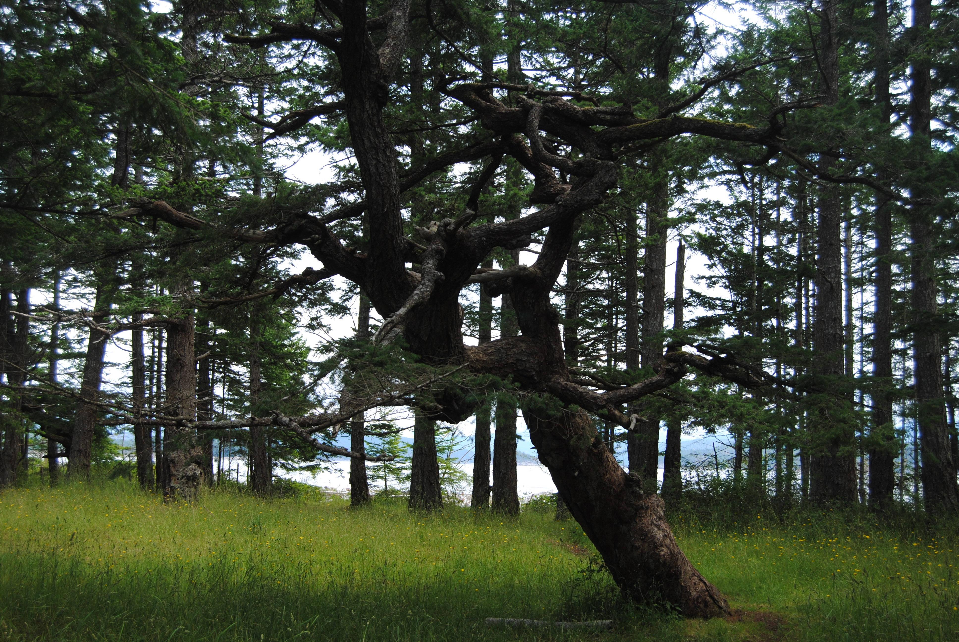Thick Forest Trees — 3872x2592 wallpaper
